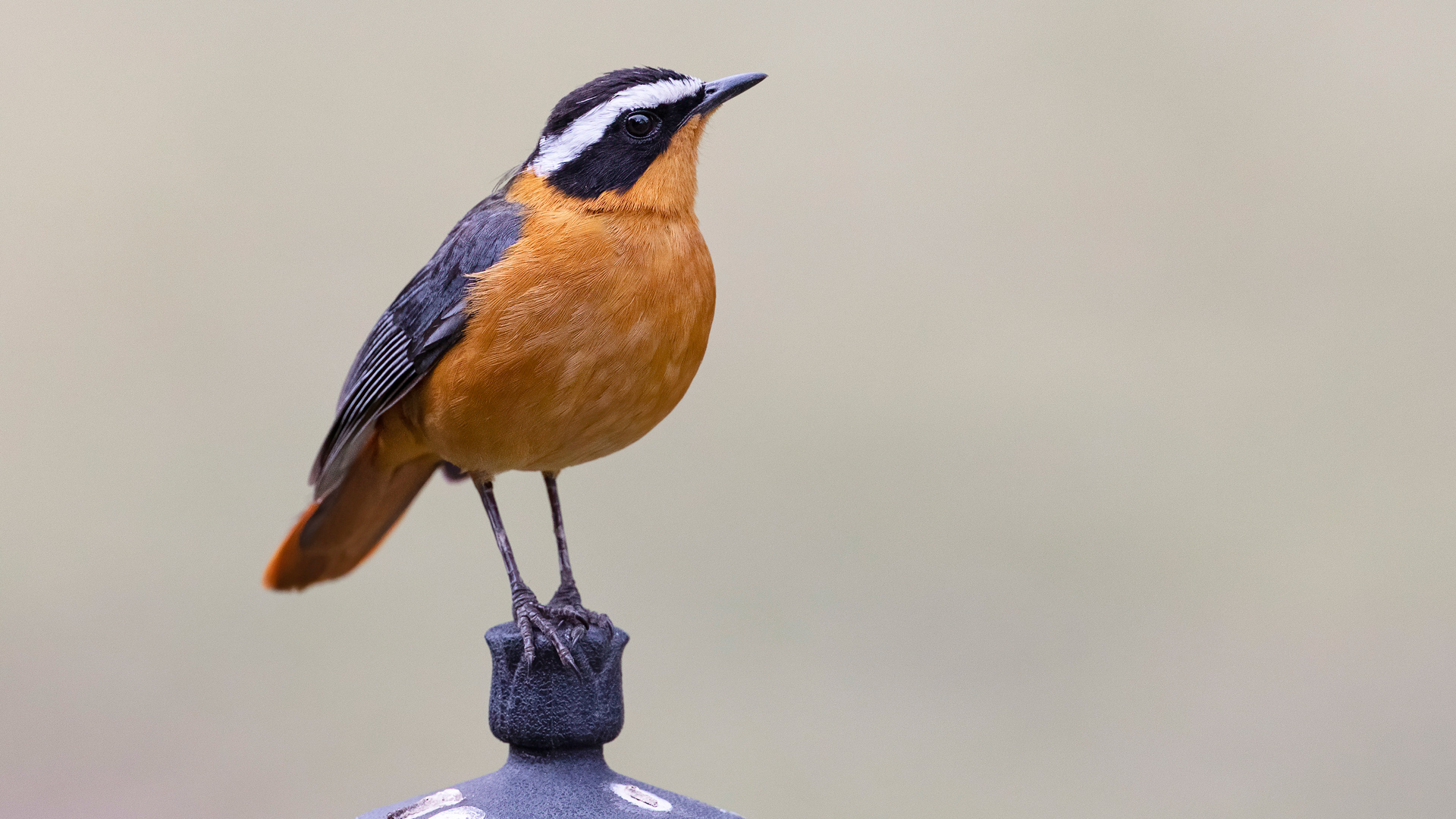 White-browed Robin-Chat