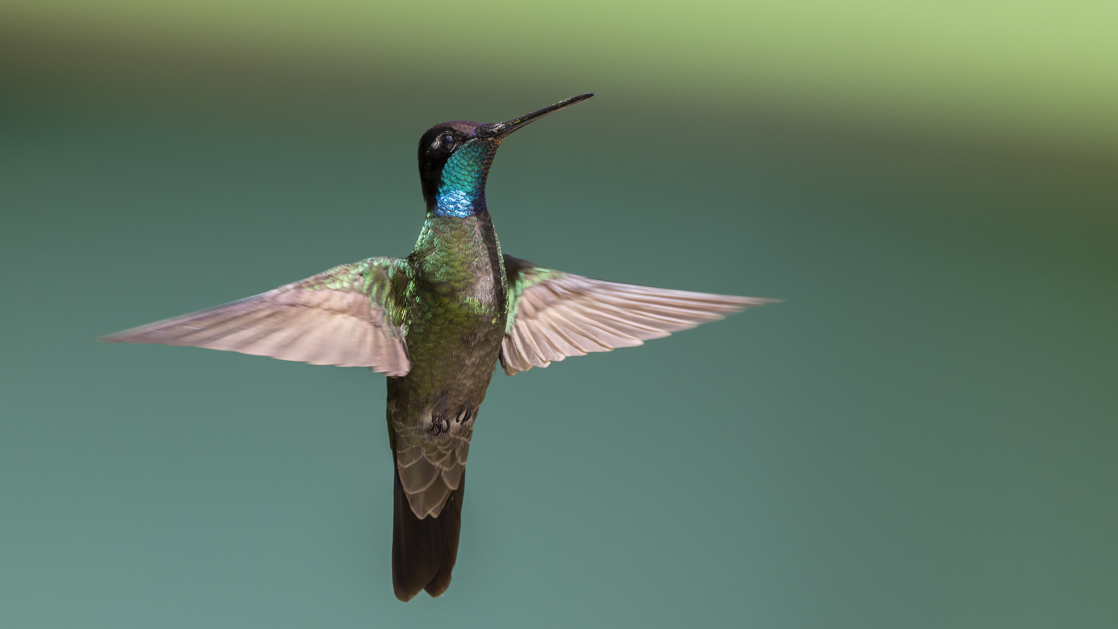 Talamanca Hummingbird — Ana fotoğraf