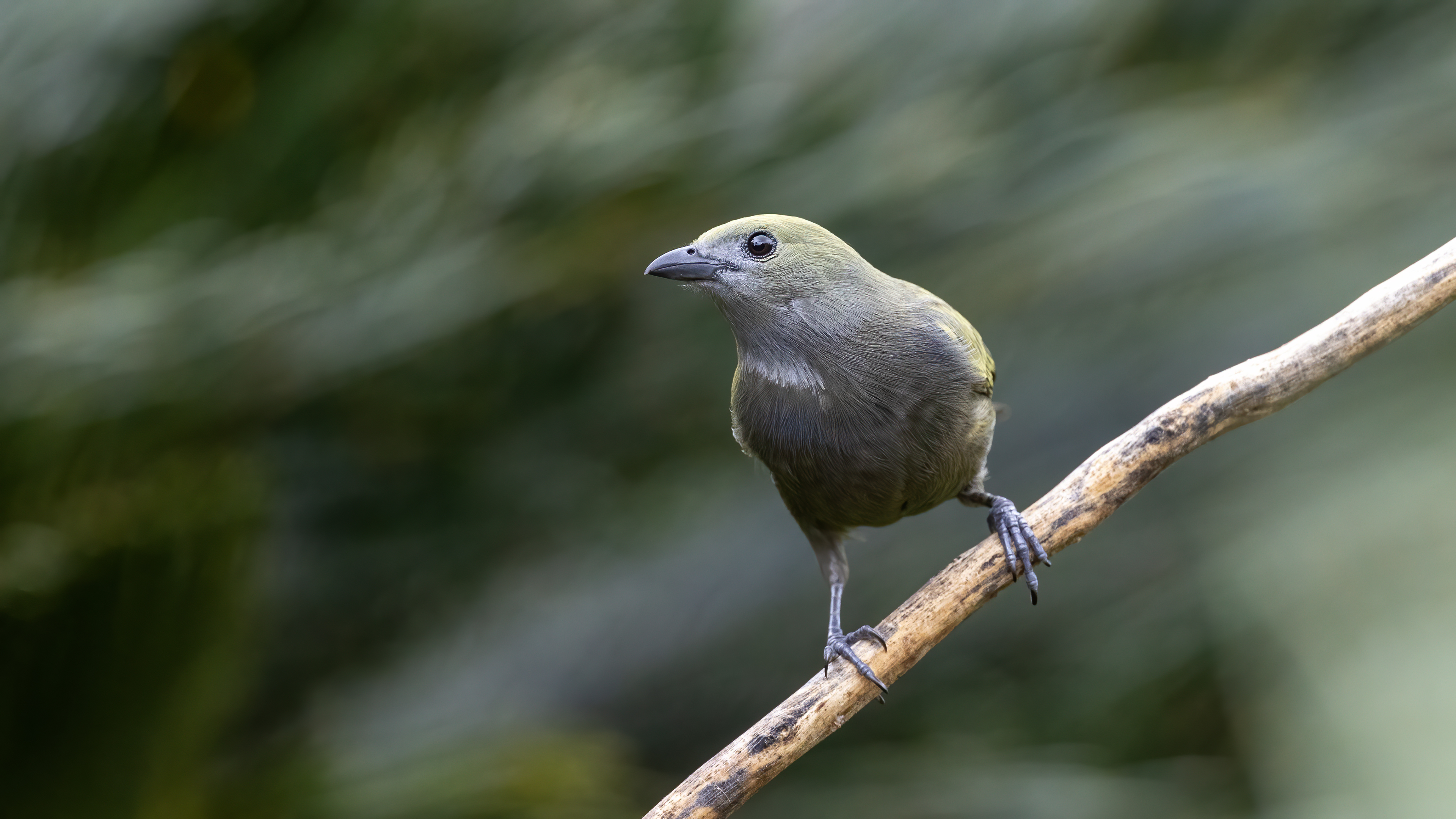 Palm Tanager