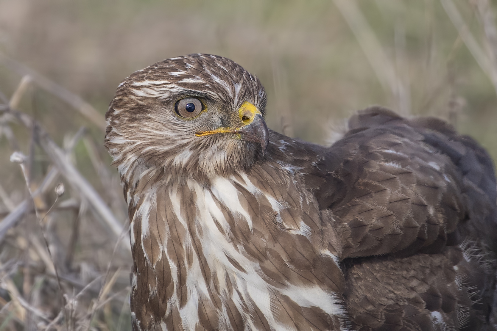 Common Buzzard