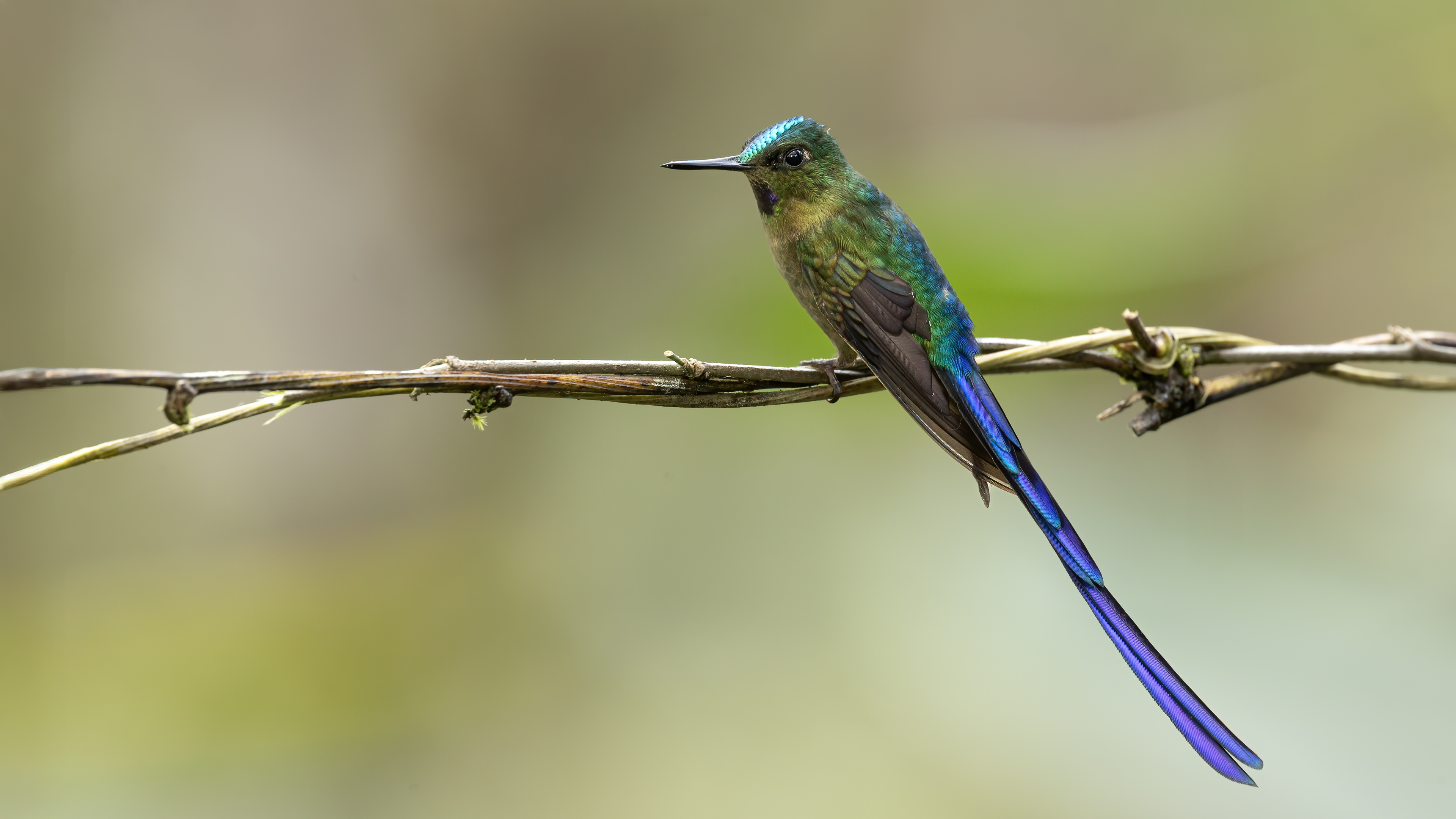 Violet-tailed Sylph