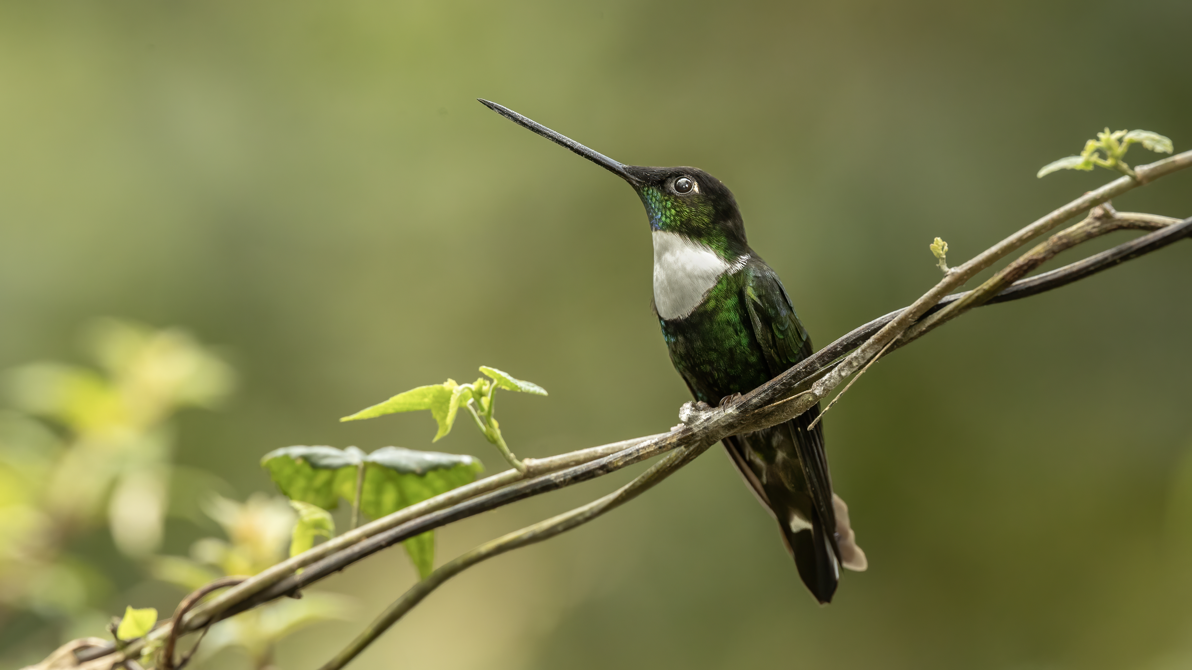 Collared Inca