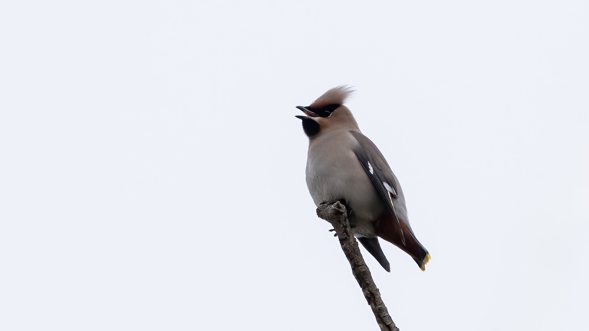 Bohemian Waxwing — Ana fotoğraf