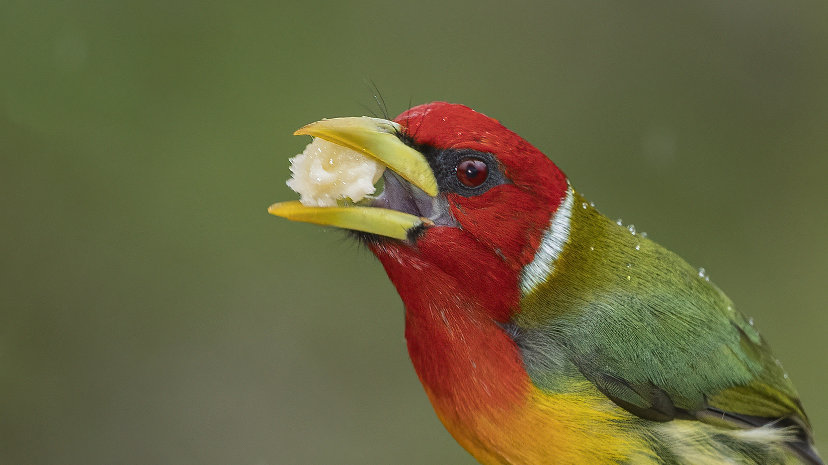 Red-headed Barbet