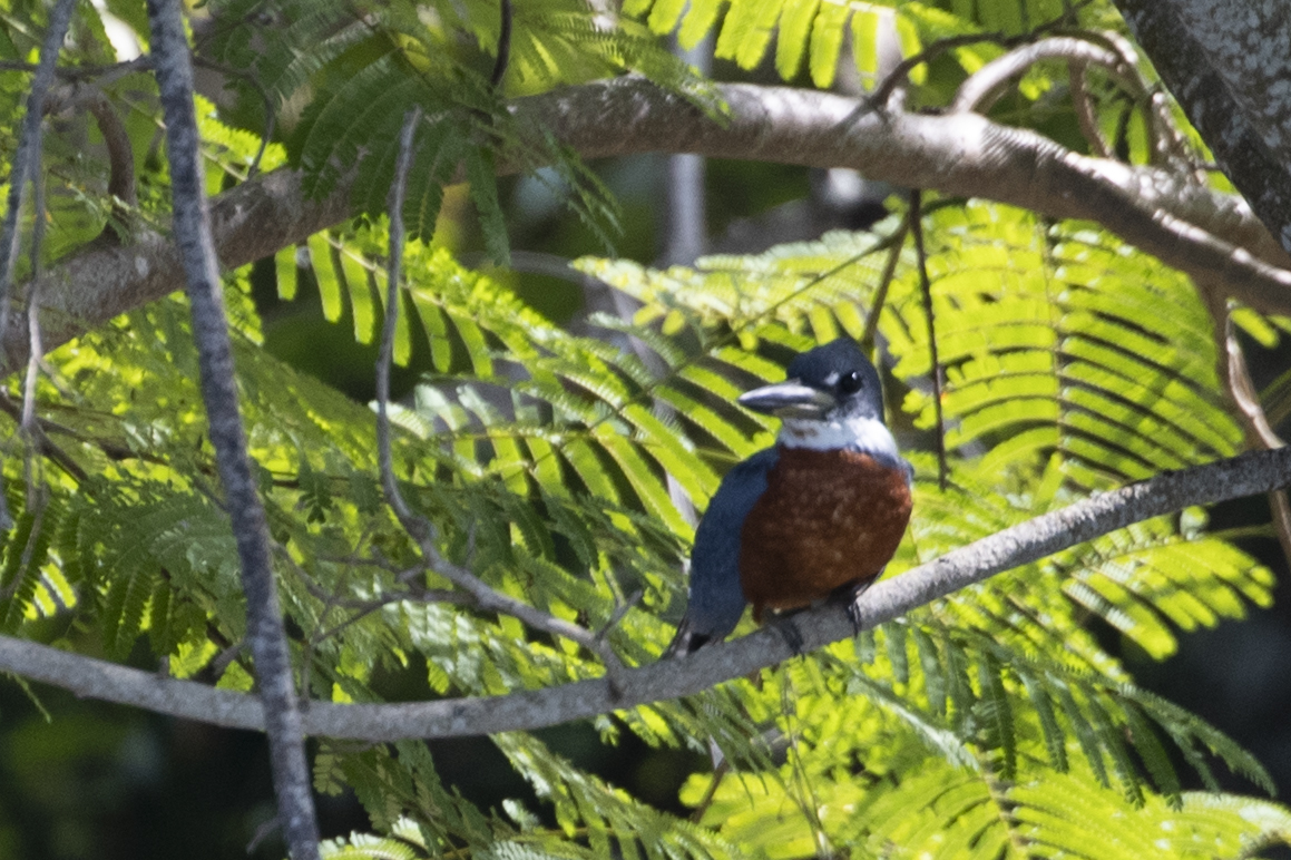 Ringed Kingfisher — Ana fotoğraf