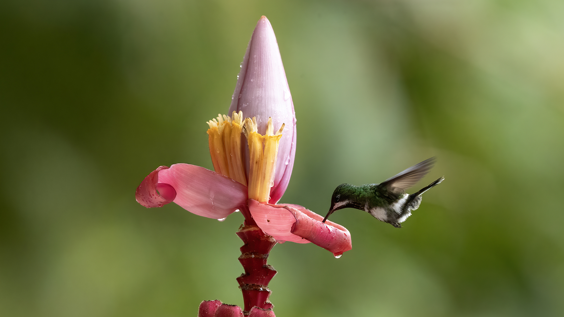 Wire-crested Thorntail