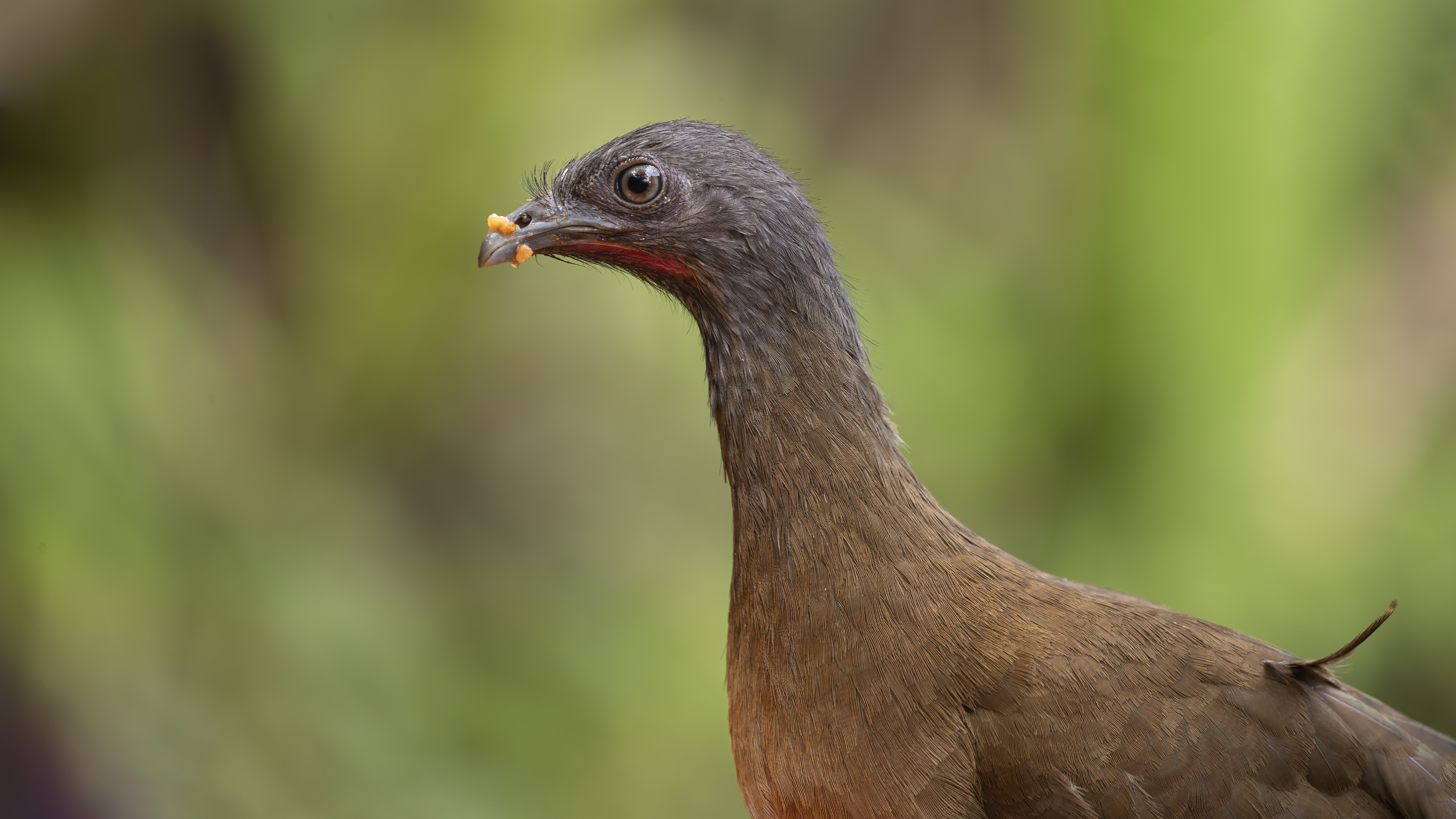 Plain Chachalaca