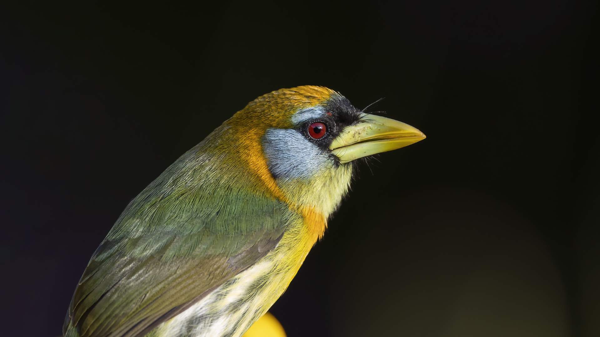 Red-headed Barbet