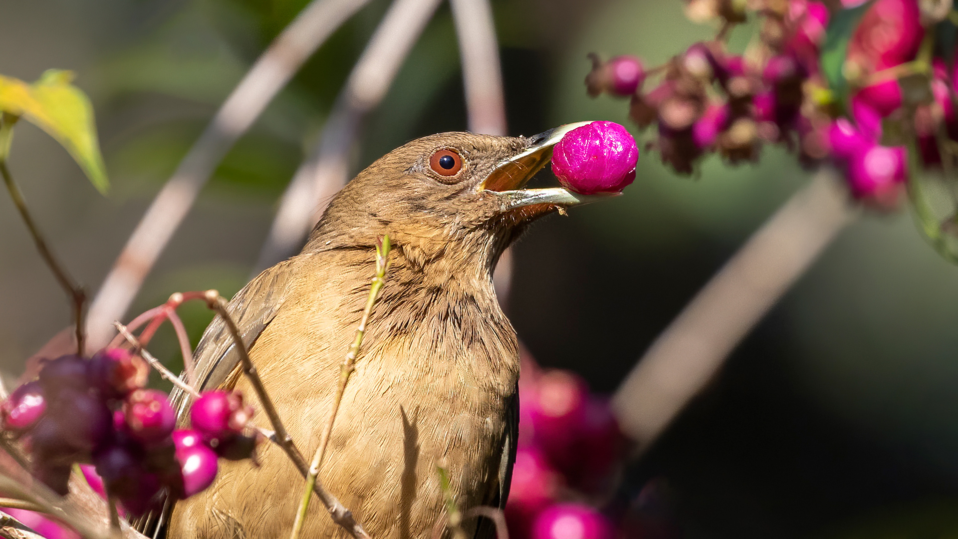 Acadian Flycatcher — Ana fotoğraf