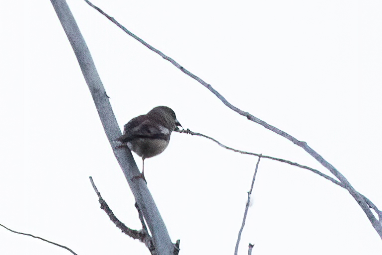 Hawfinch