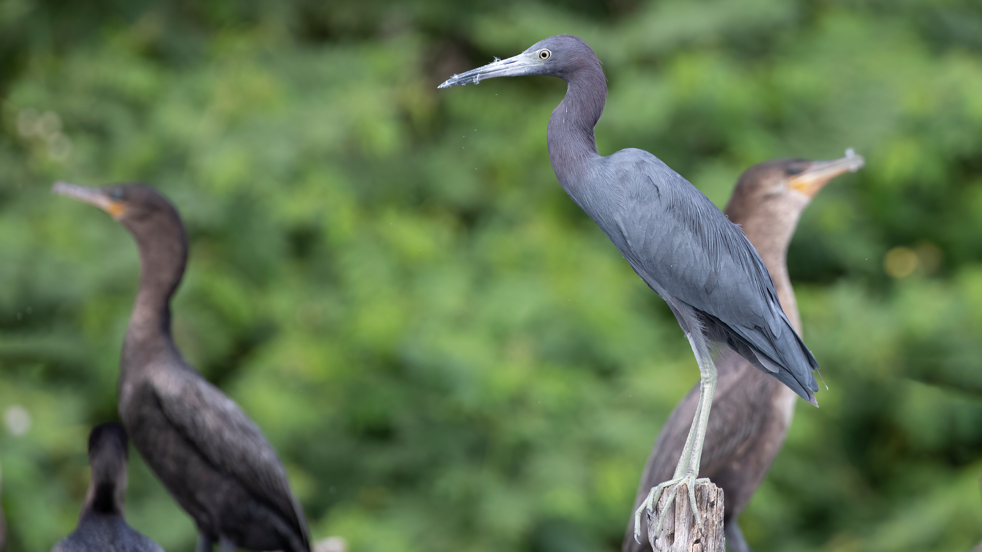 Little Blue Heron — Ana fotoğraf