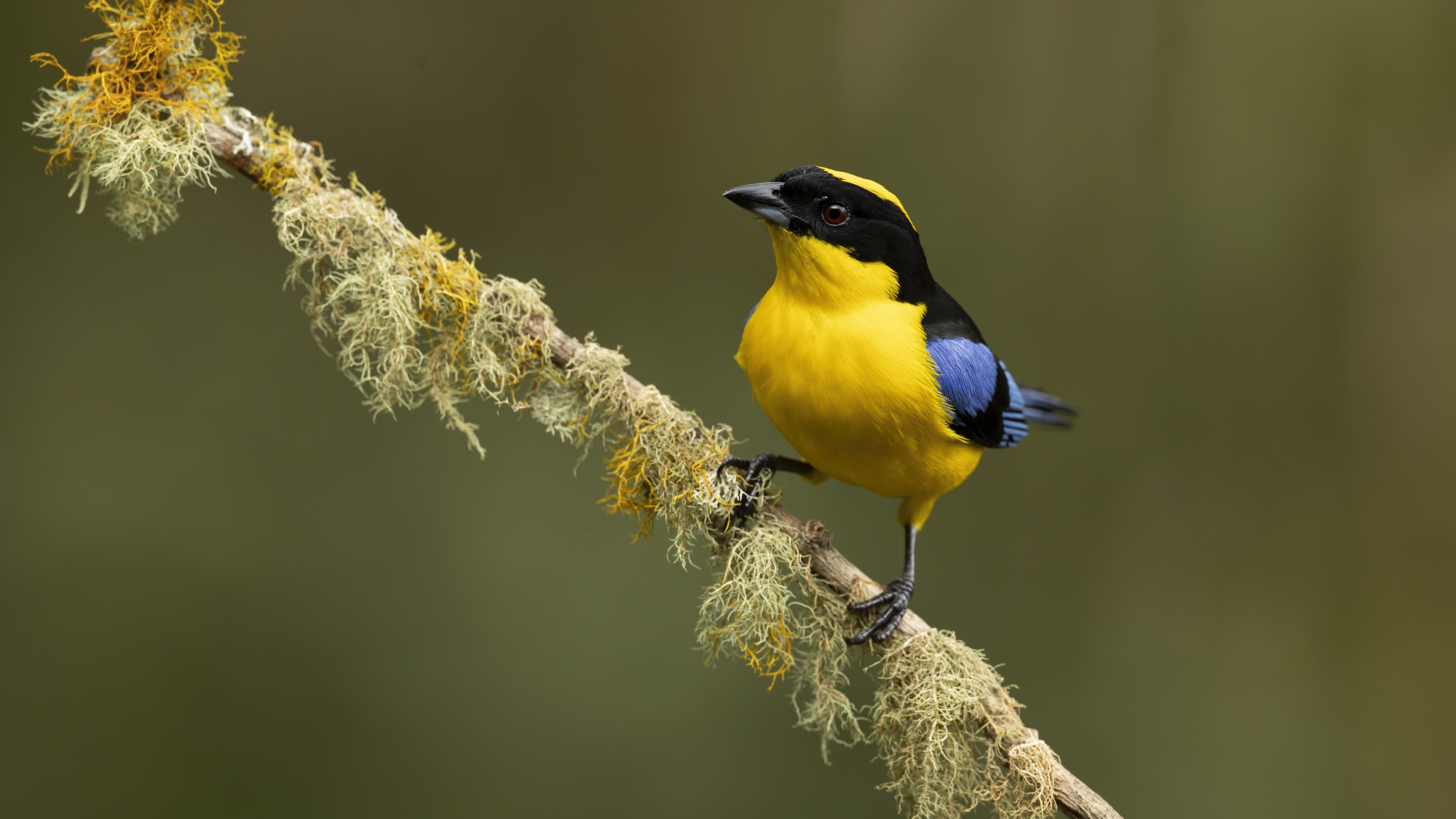 Acadian Flycatcher