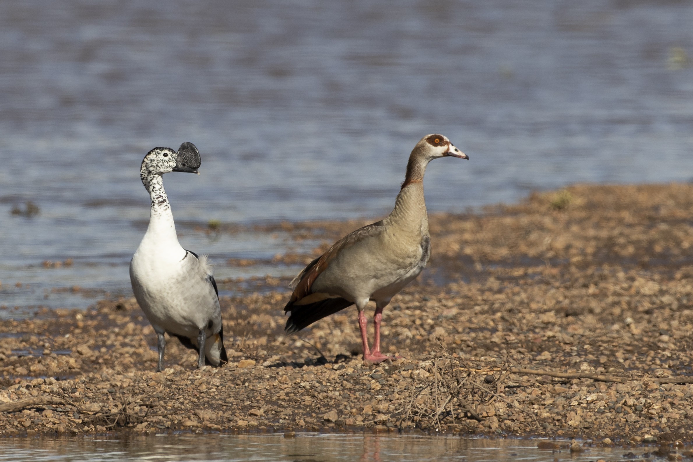 African Comb Duck