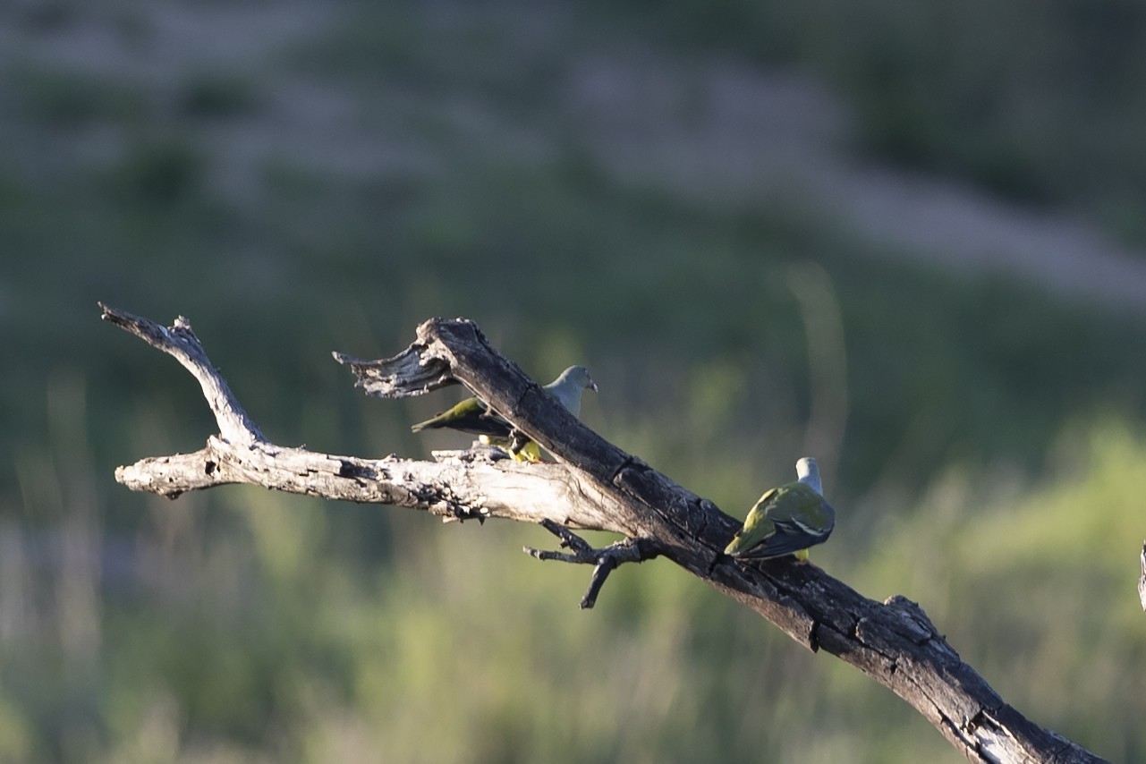 African Green-pigeon — Ana fotoğraf
