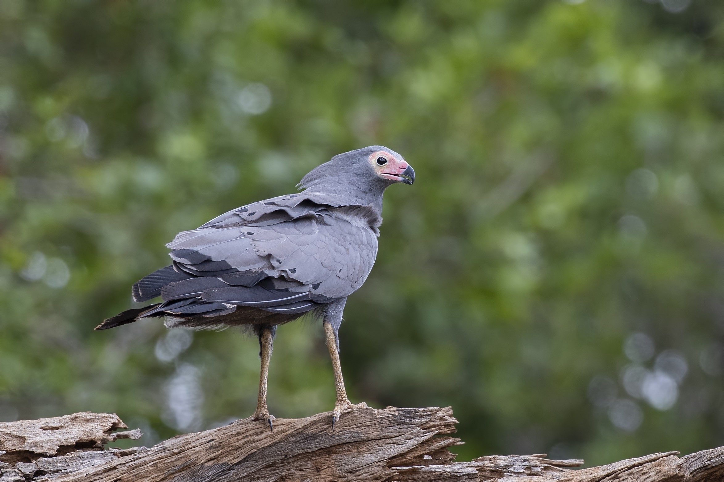 African Harrier-hawk