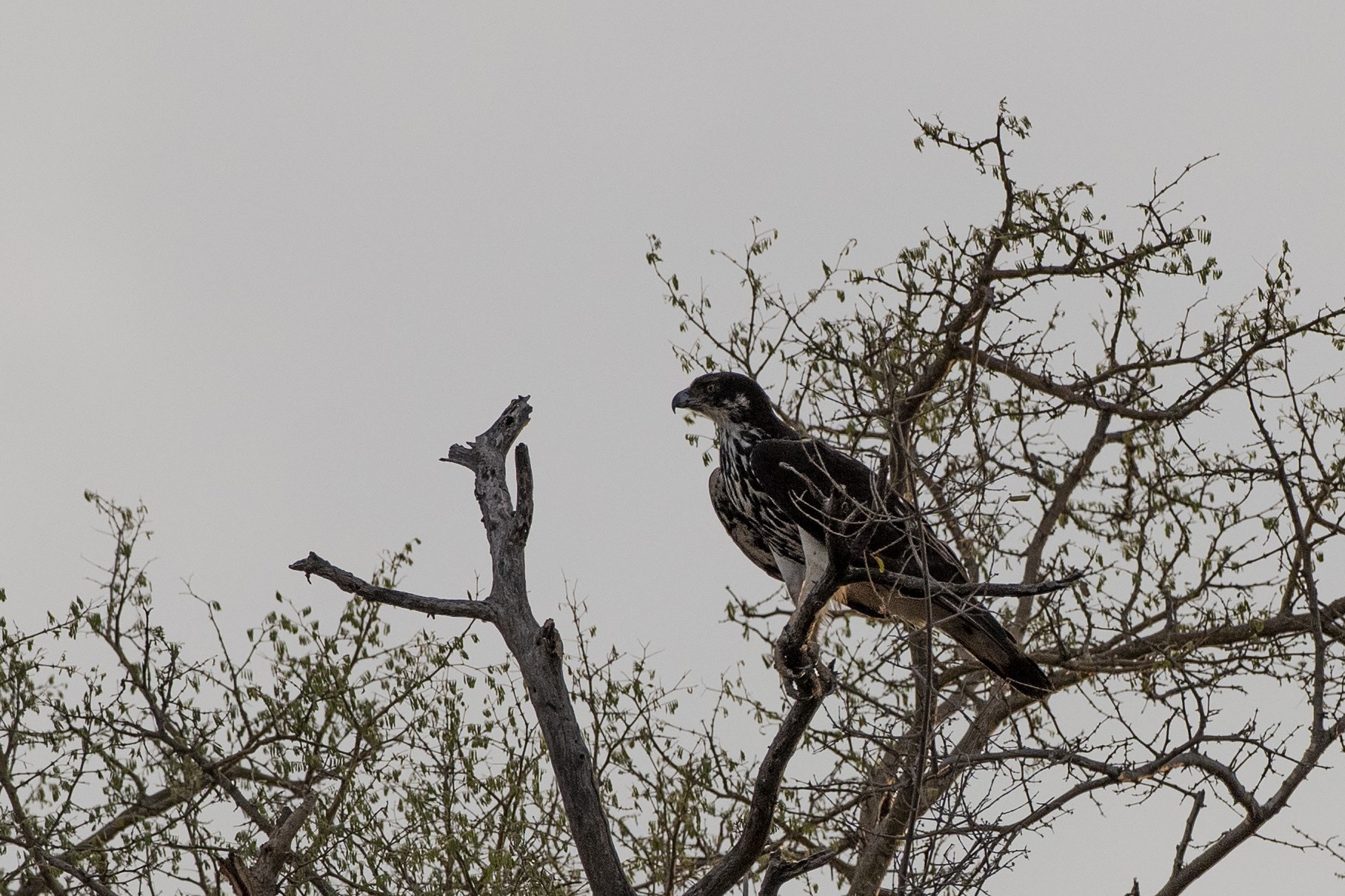 African Hawk-eagle — Ana fotoğraf