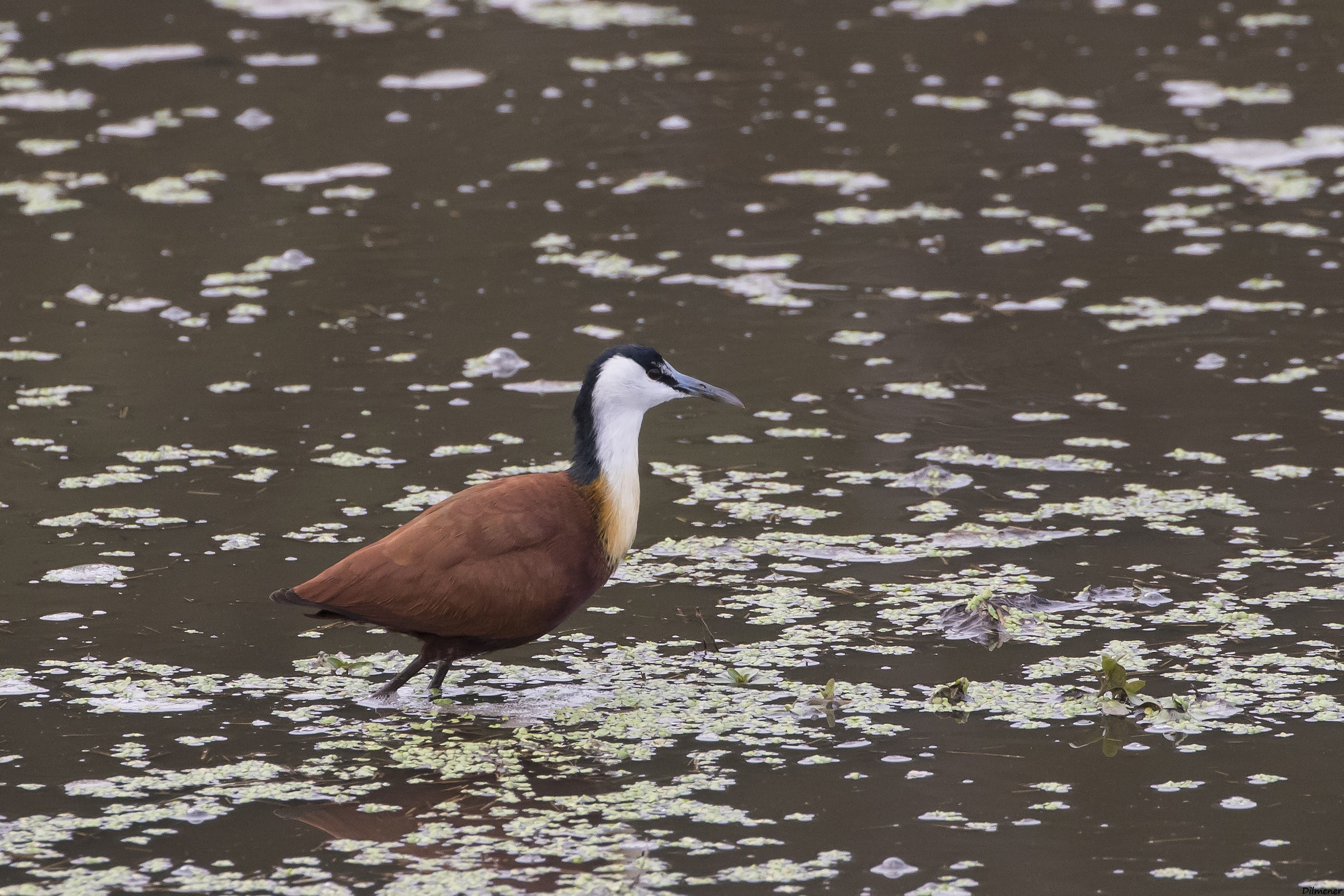African Jacana