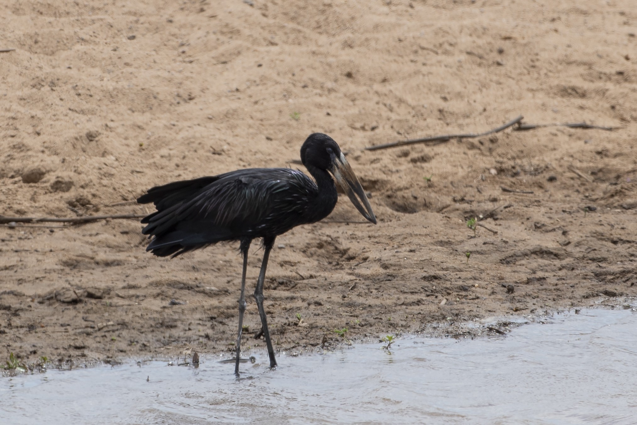 African Openbill — Ana fotoğraf