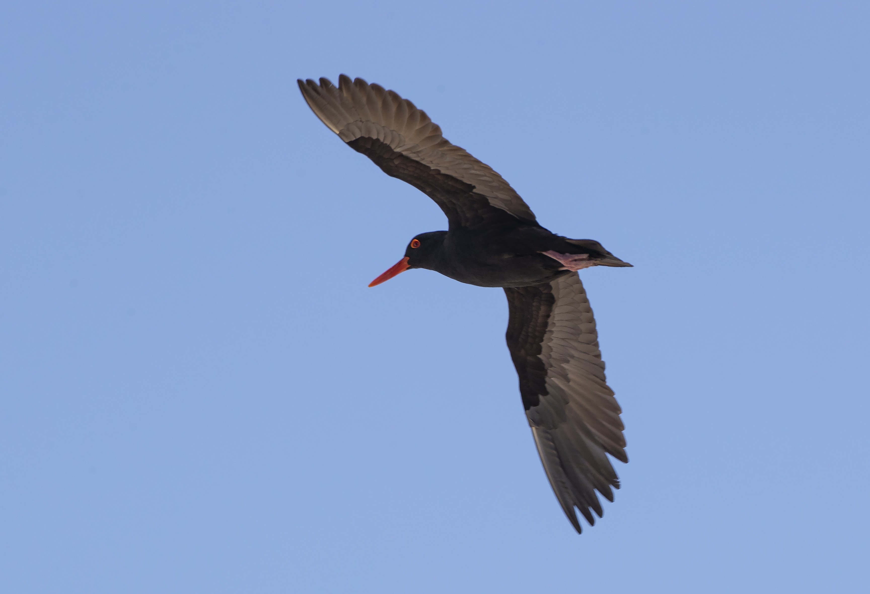 South African Swallow