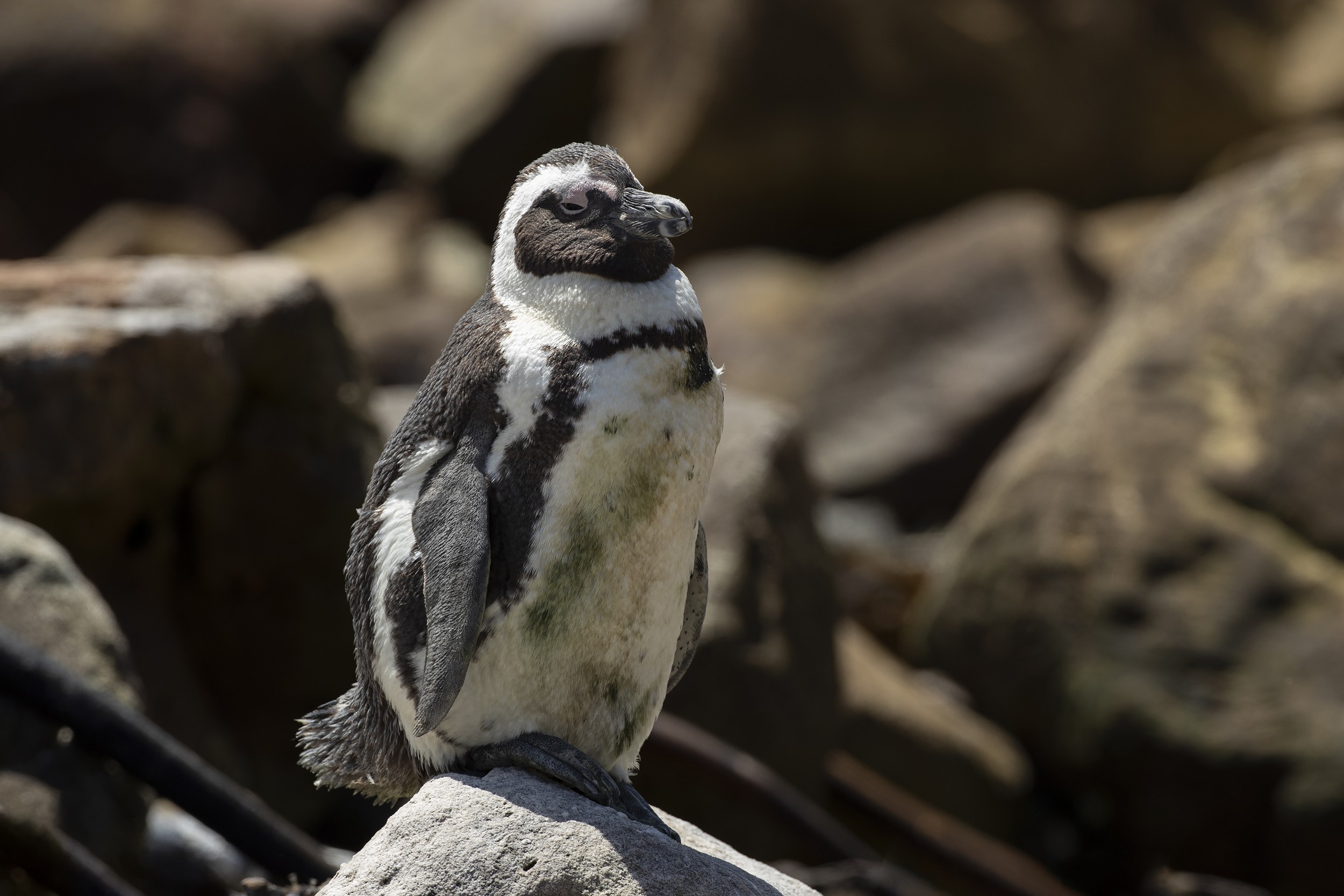 African Penguin — Ana fotoğraf