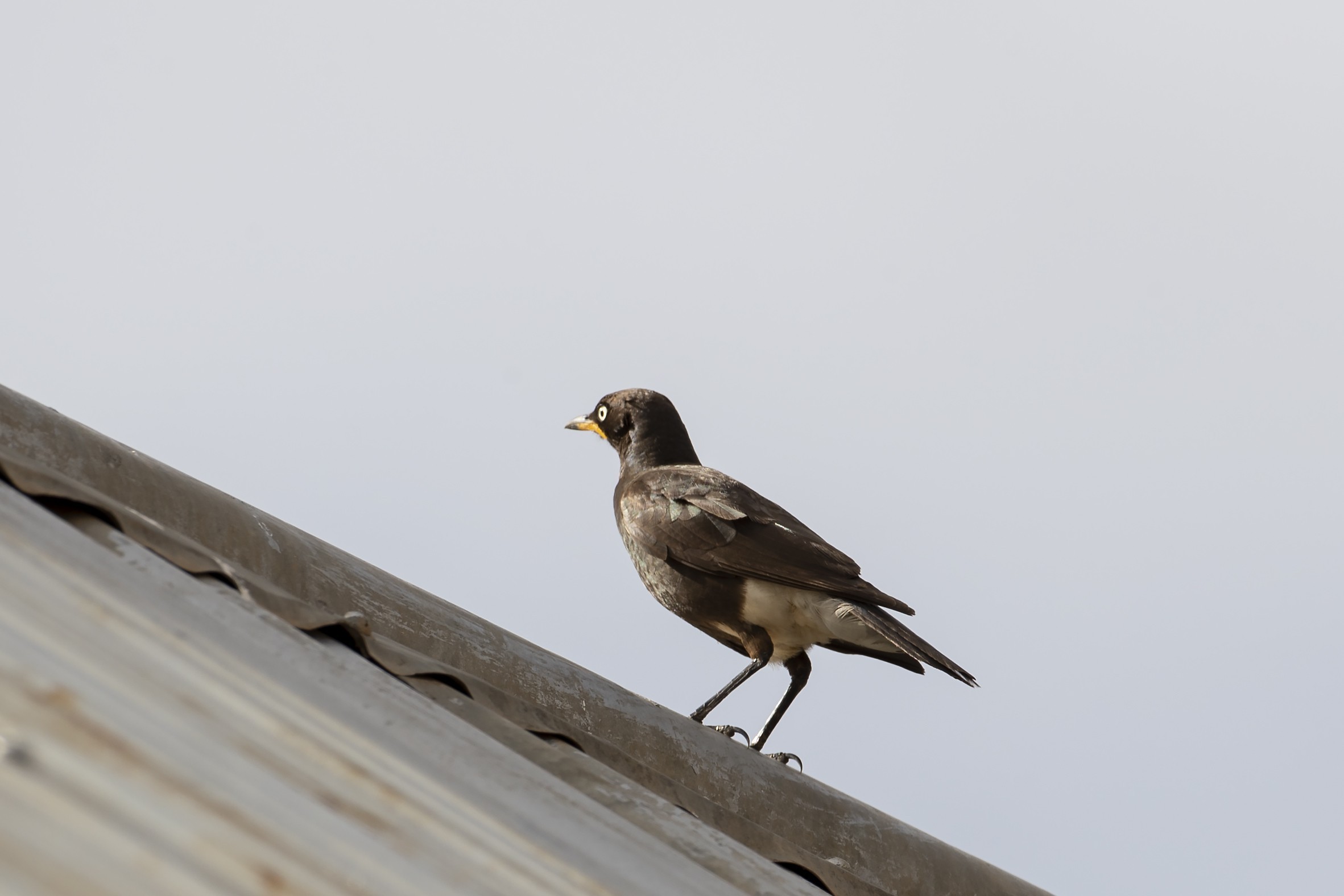 African Pied Starling — Ana fotoğraf