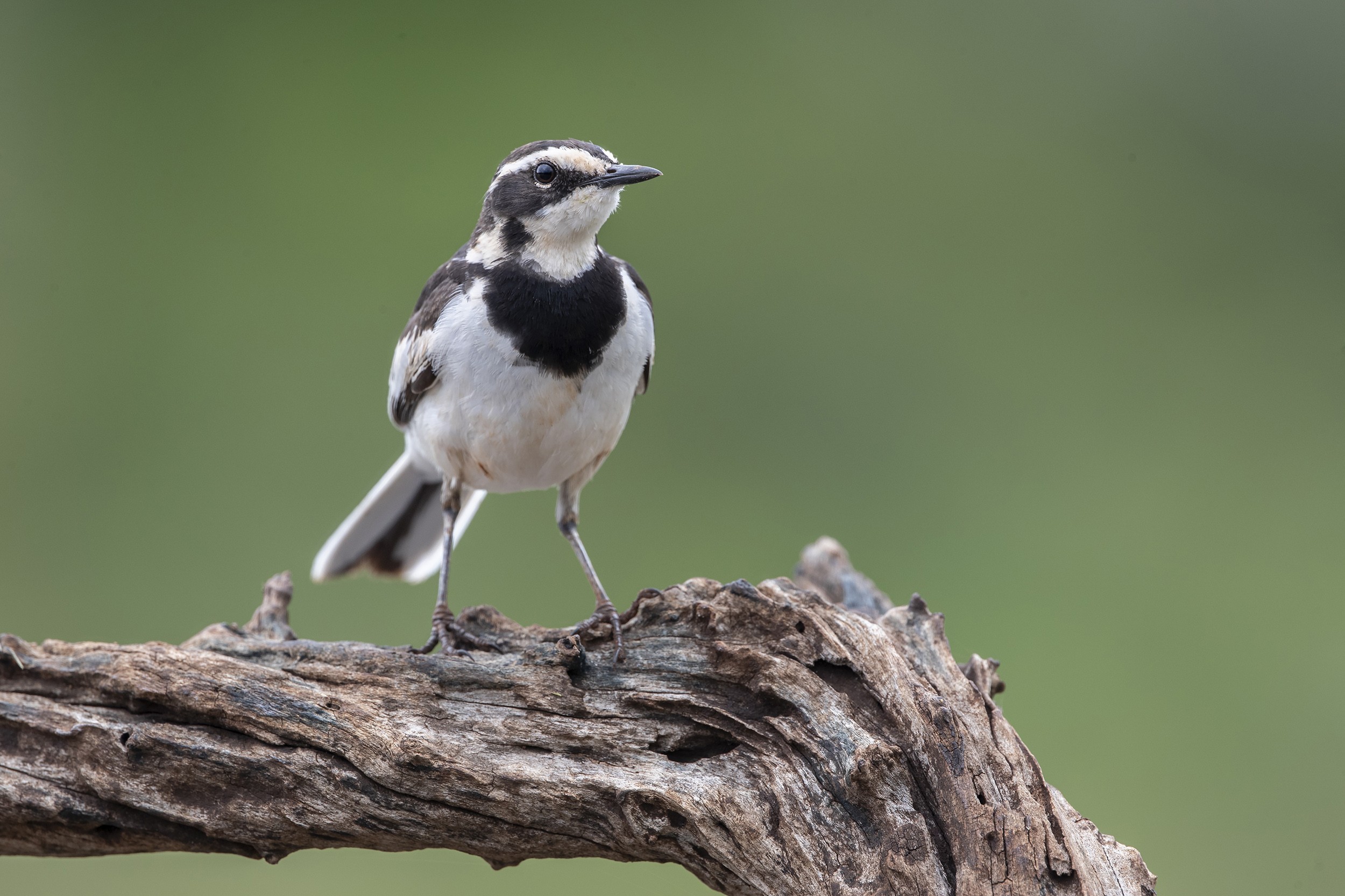 African Pied Wagtail