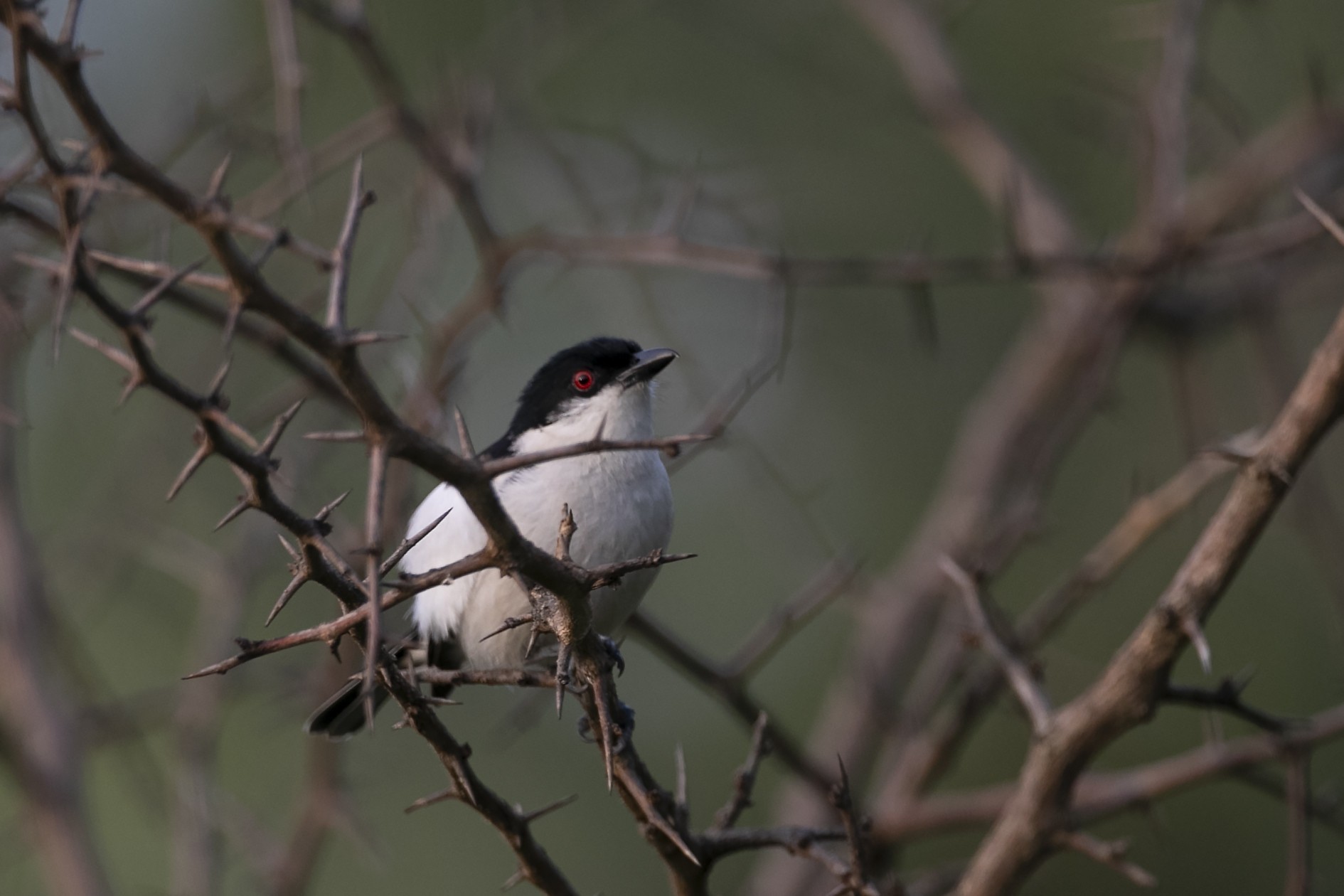 Black-and-white Shrike-flycatcher