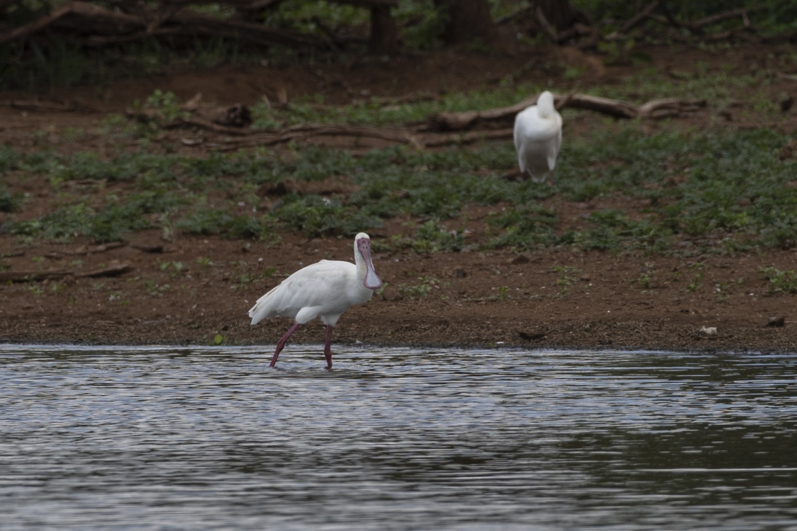 African Spoonbill