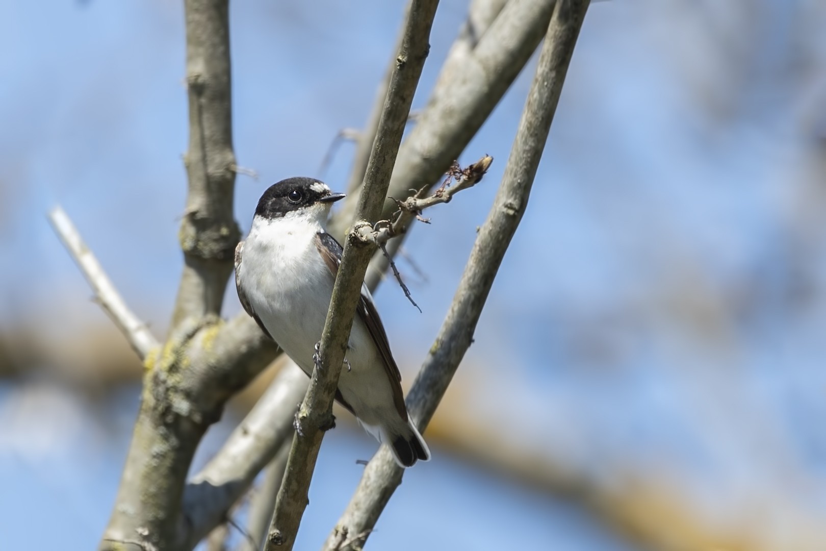 Semi-collared Flycatcher