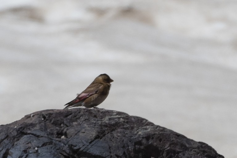 Crimson-winged Finch