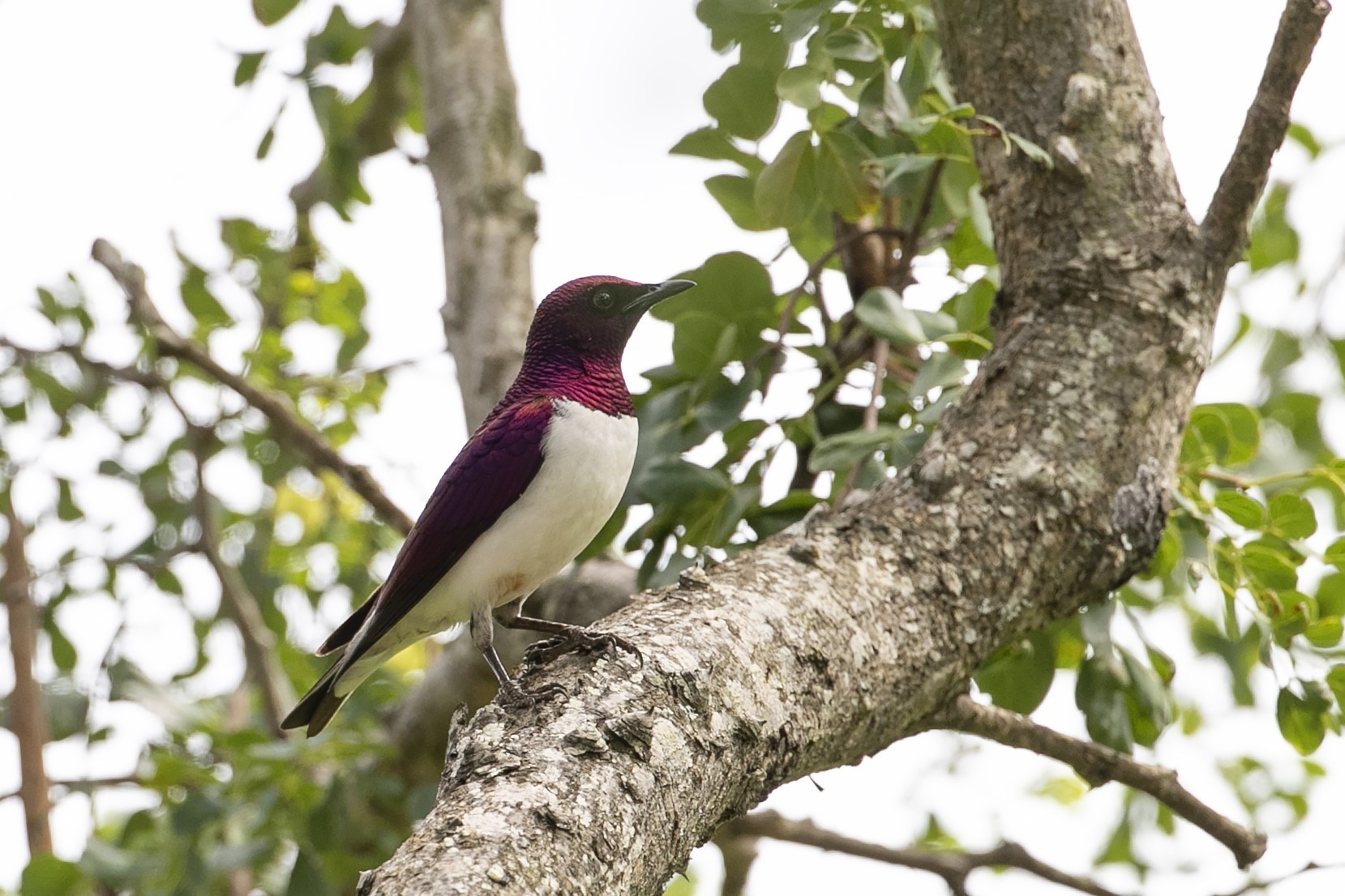 Amethyst Starling