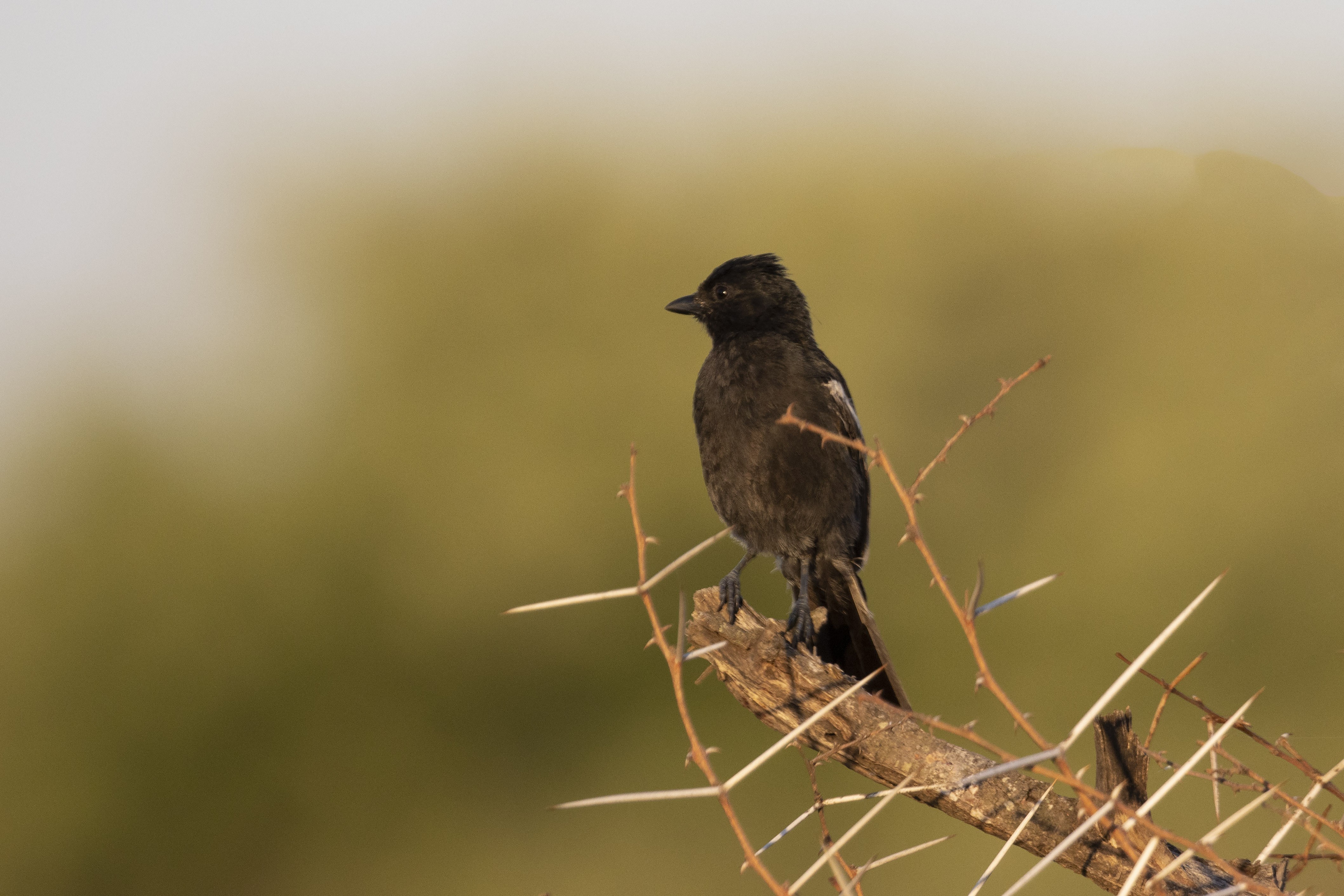 Eleonora's Falcon — Ana fotoğraf