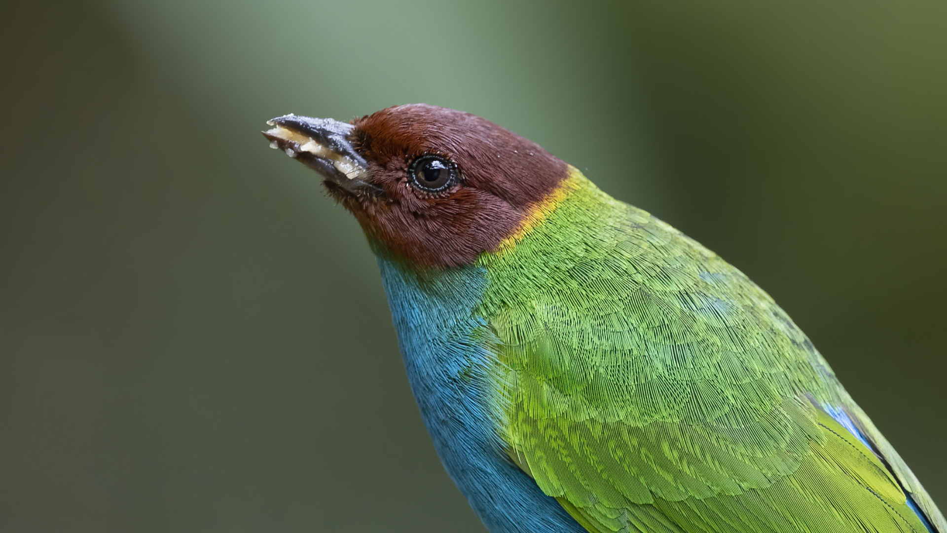 Bay-headed Tanager
