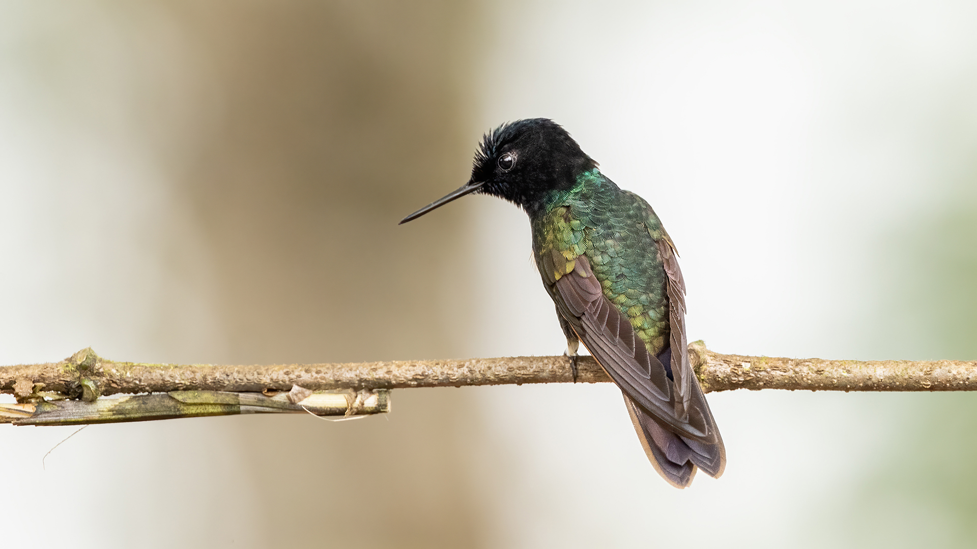 Velvet-purple Coronet