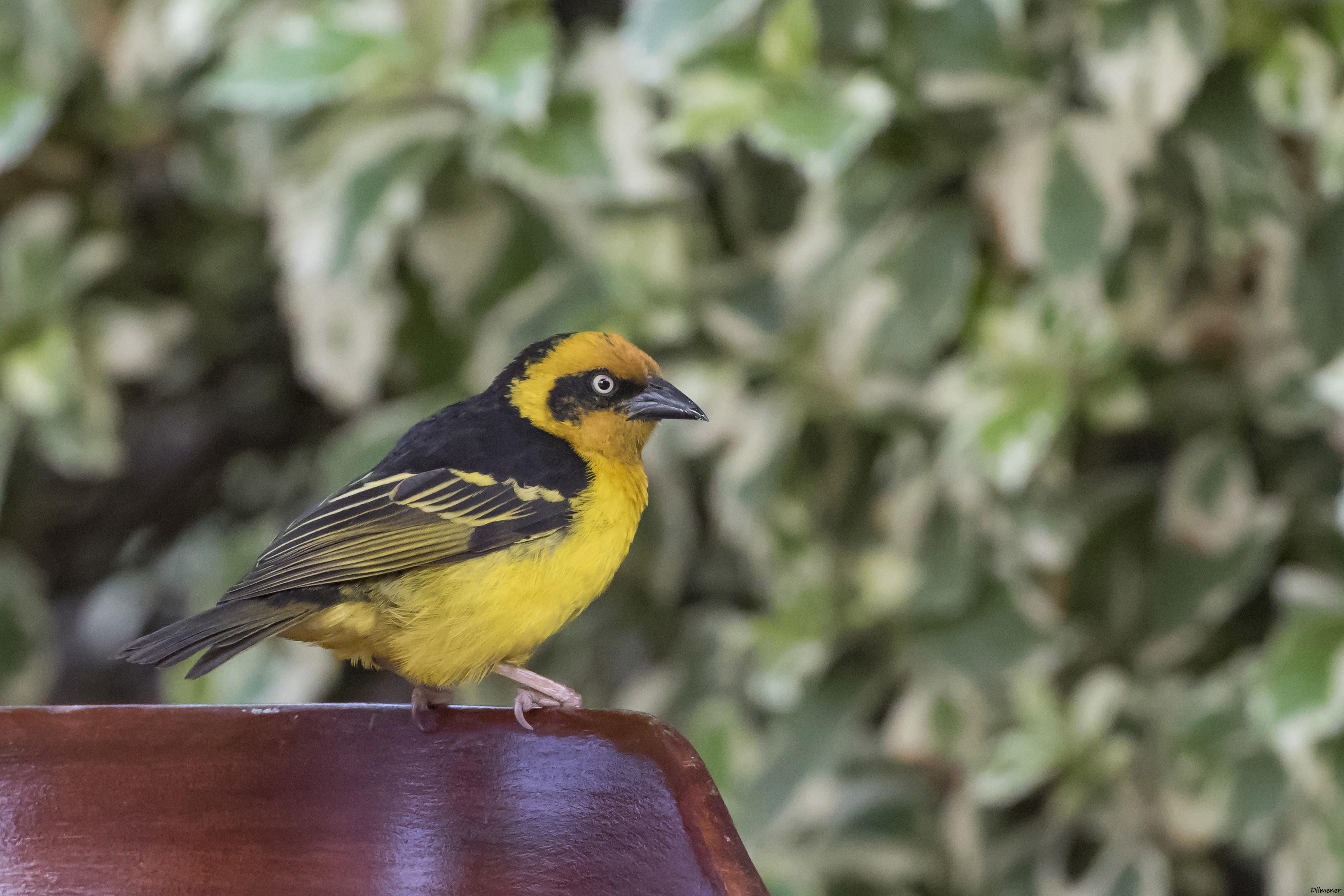 Baglafecht Weaver