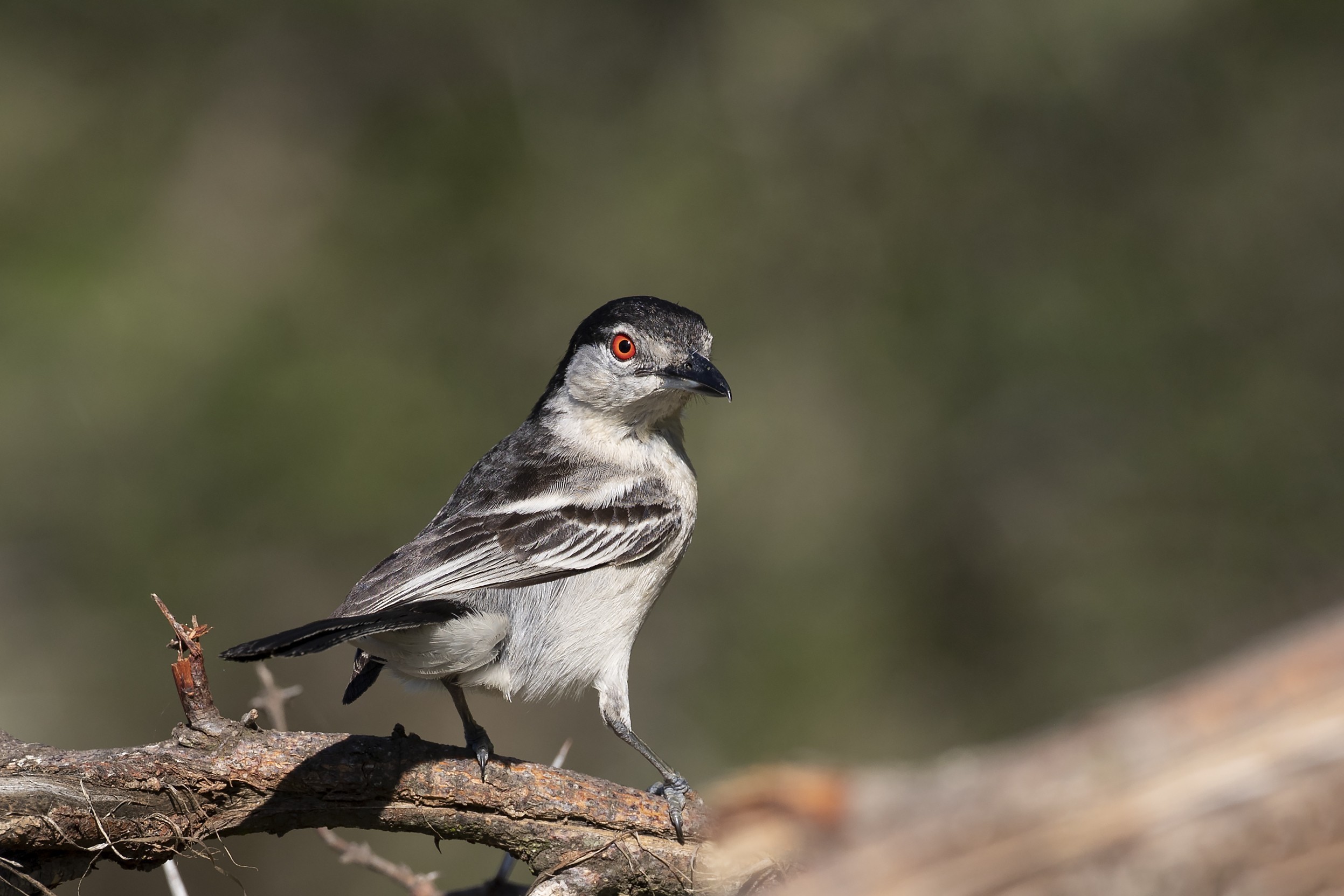 Black-backed Puffback