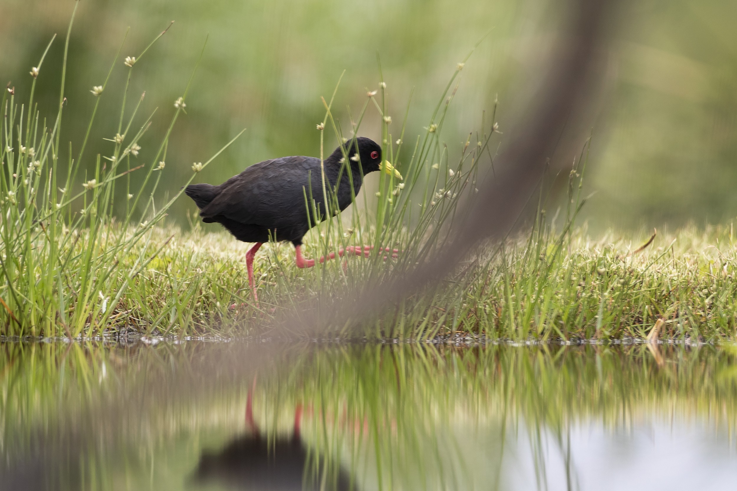 Black Crake — Ana fotoğraf