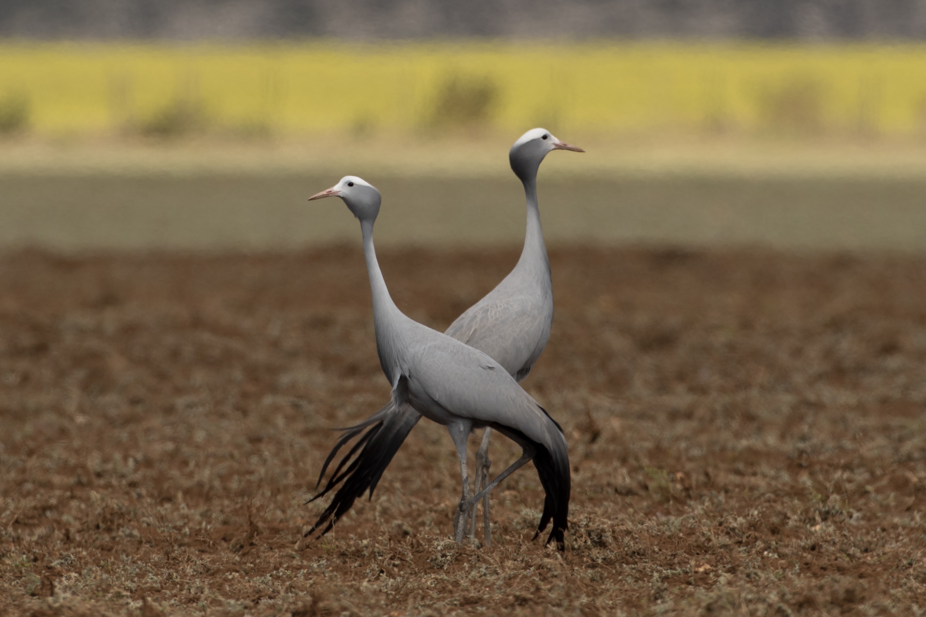 Blue Crane — Ana fotoğraf