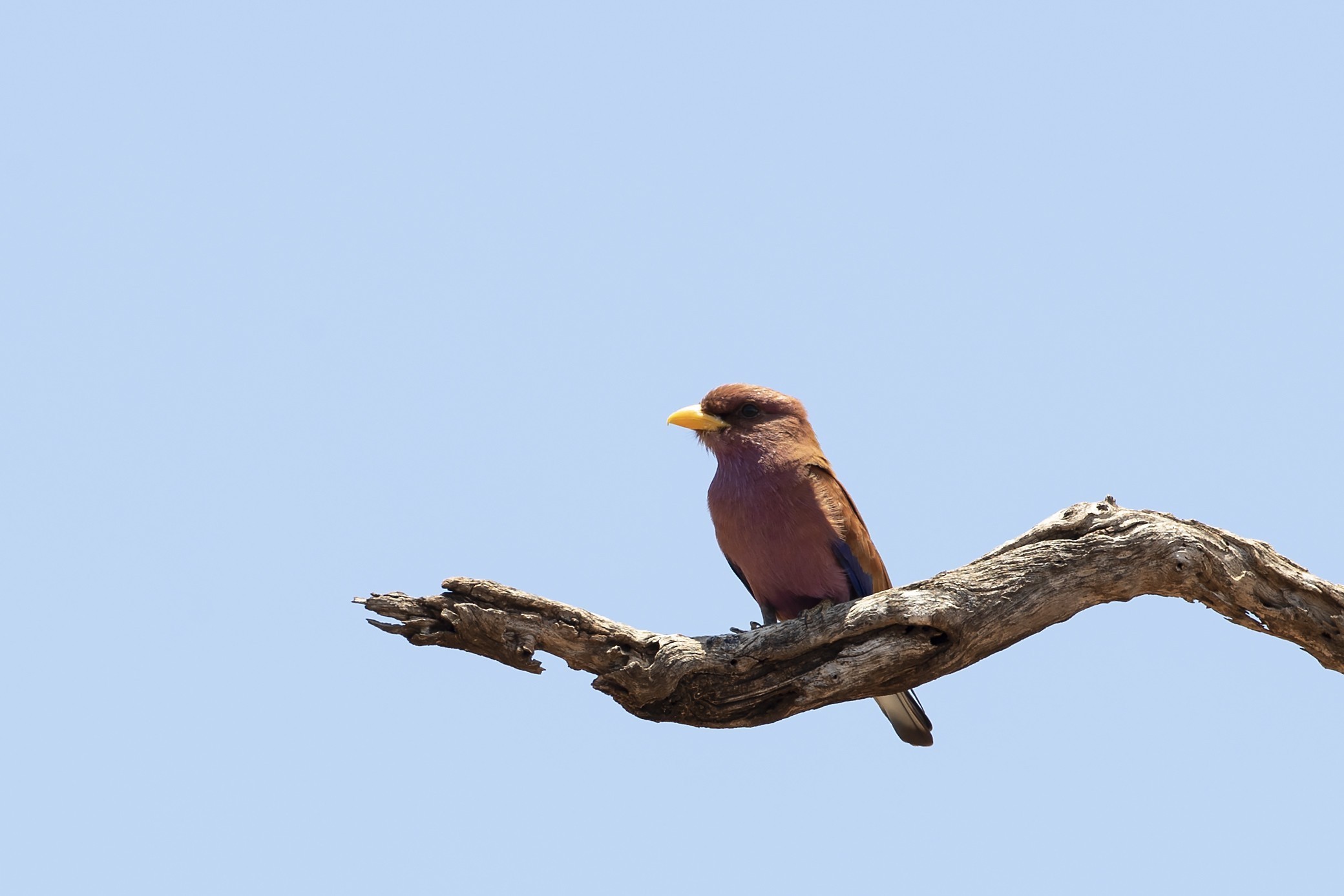 Broad-billed Roller — Ana fotoğraf