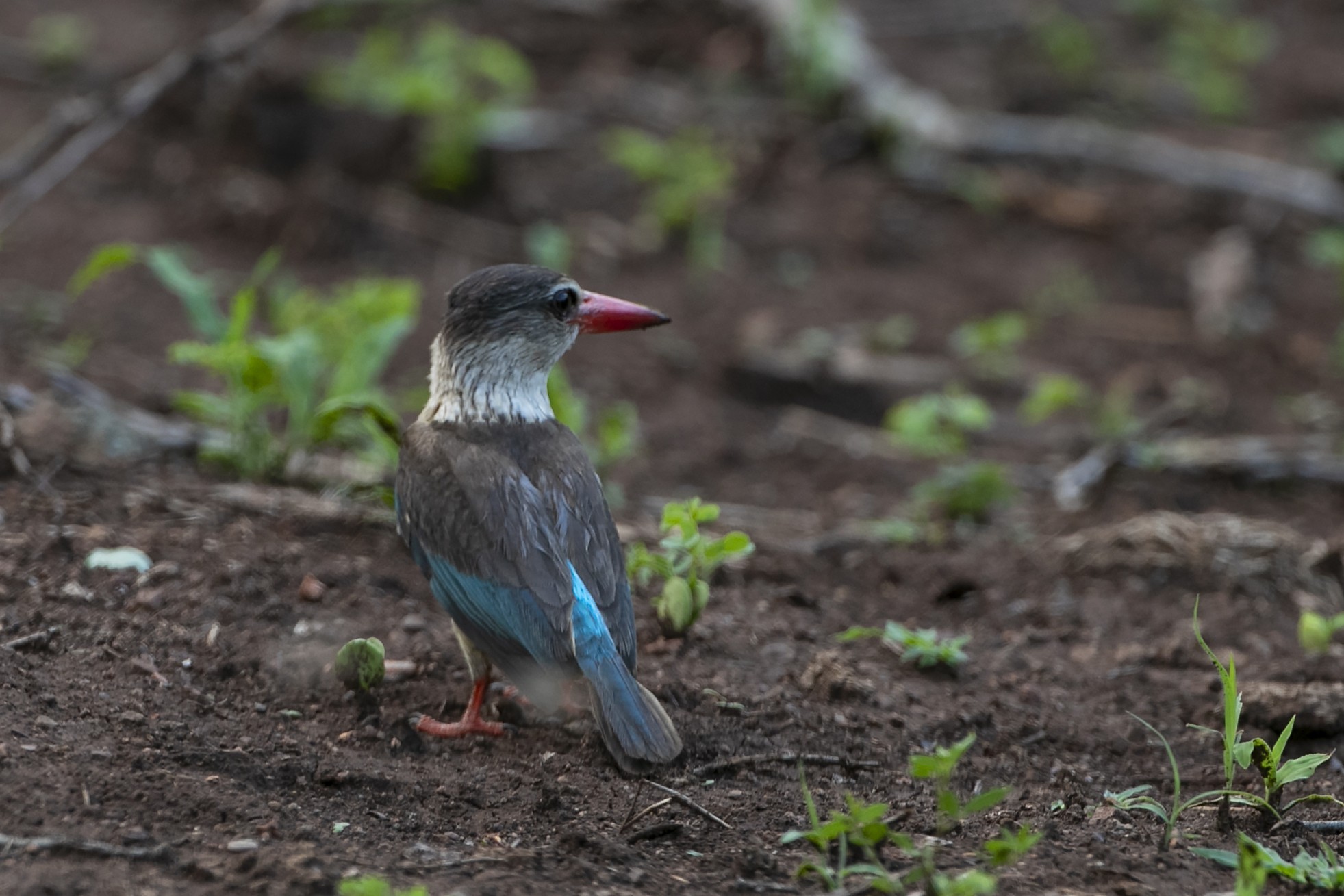 Brown-hooded Kingfisher