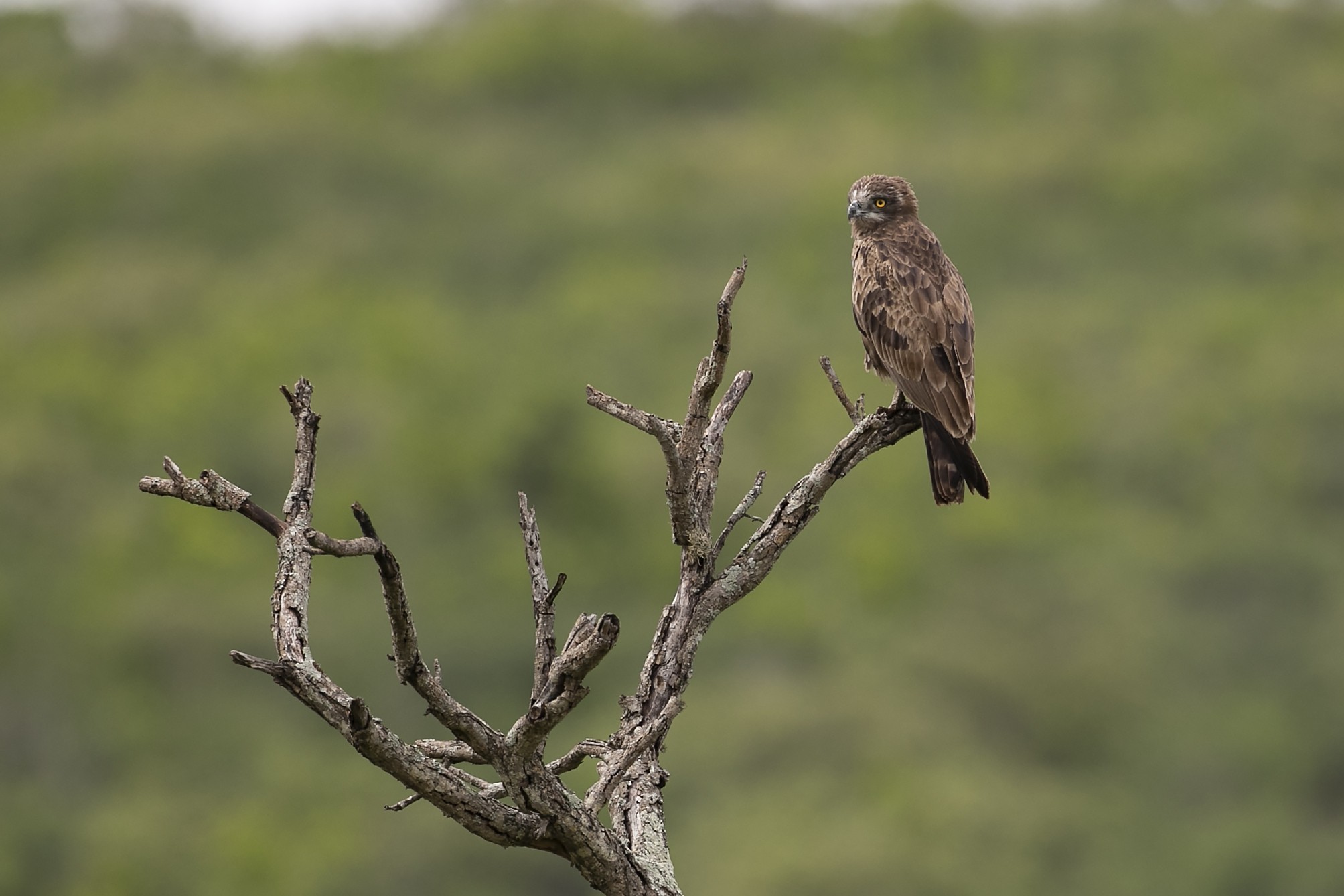 Brown Snake-eagle