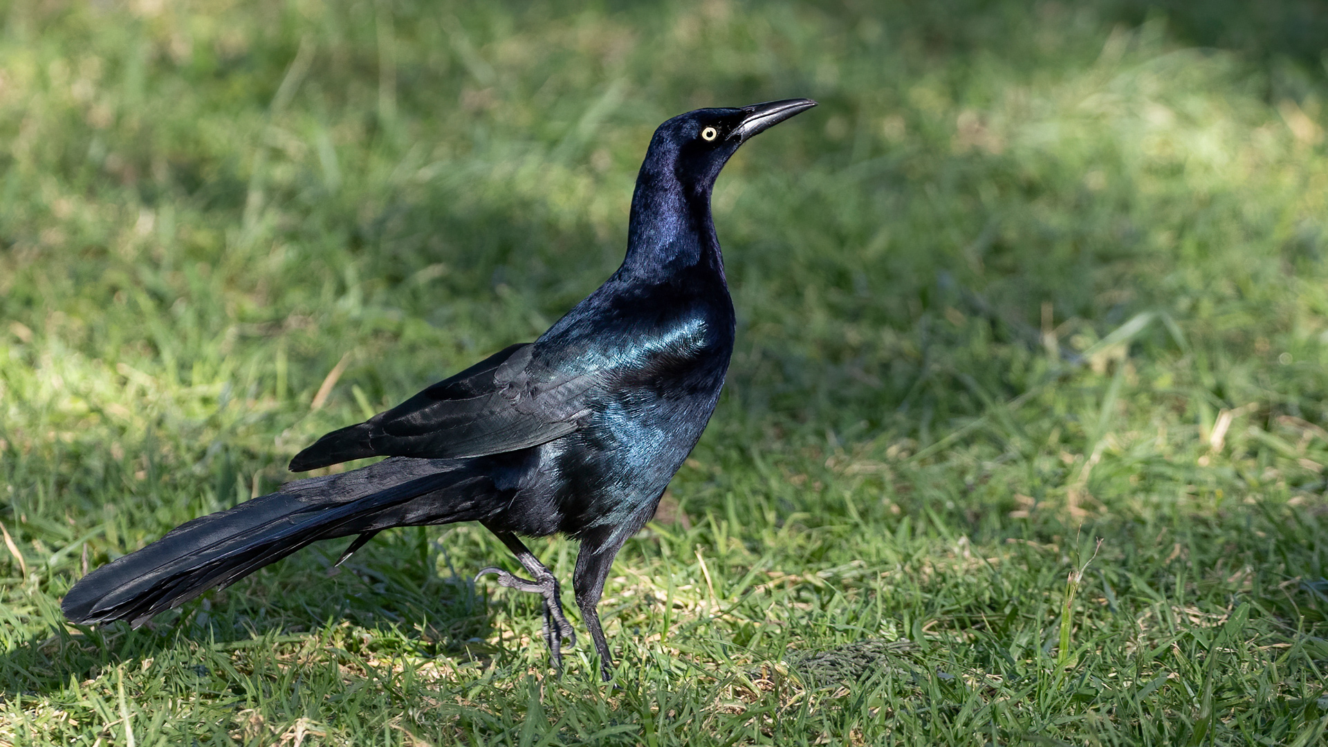 Great-tailed Grackle — Ana fotoğraf