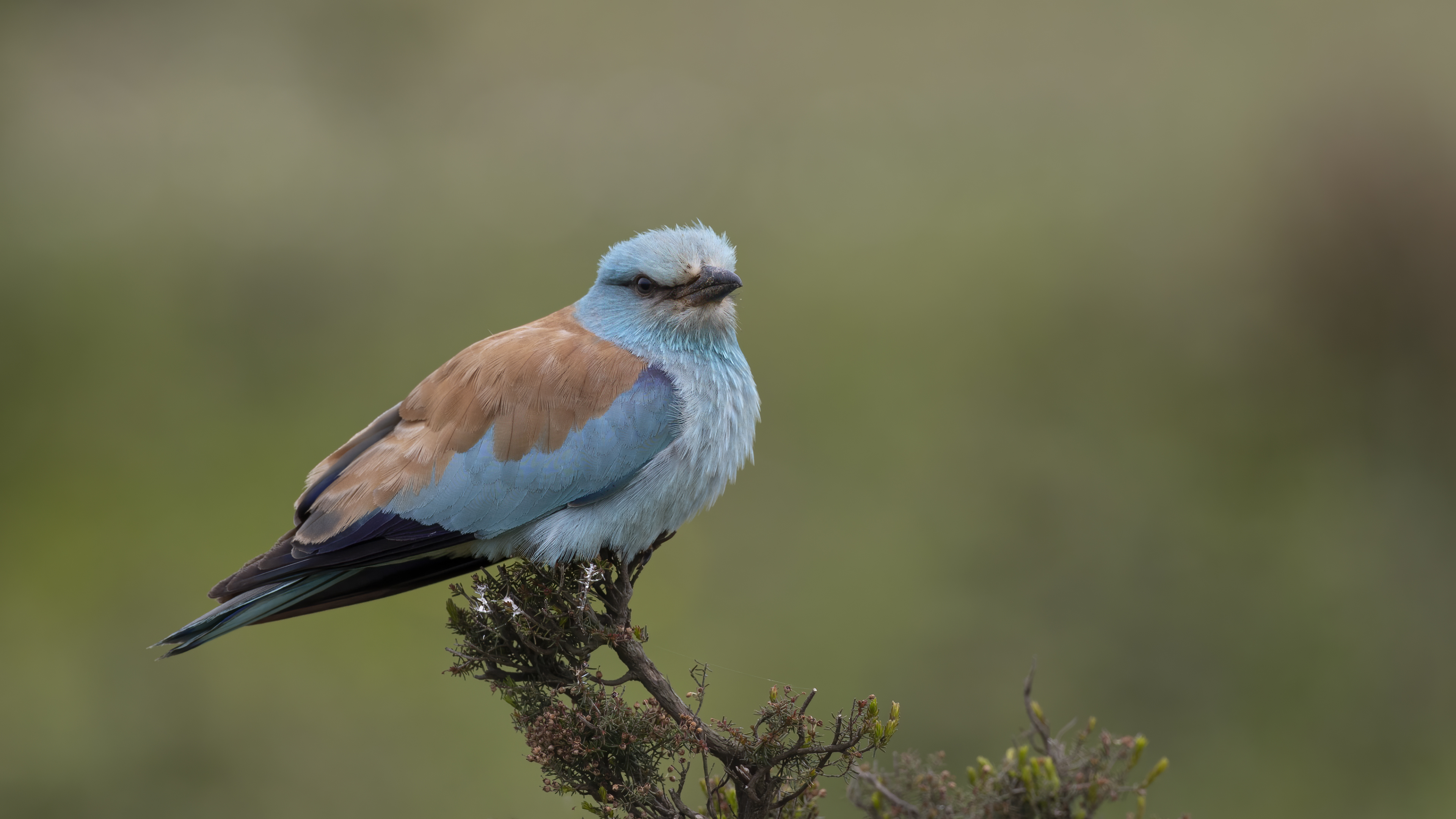 European Roller