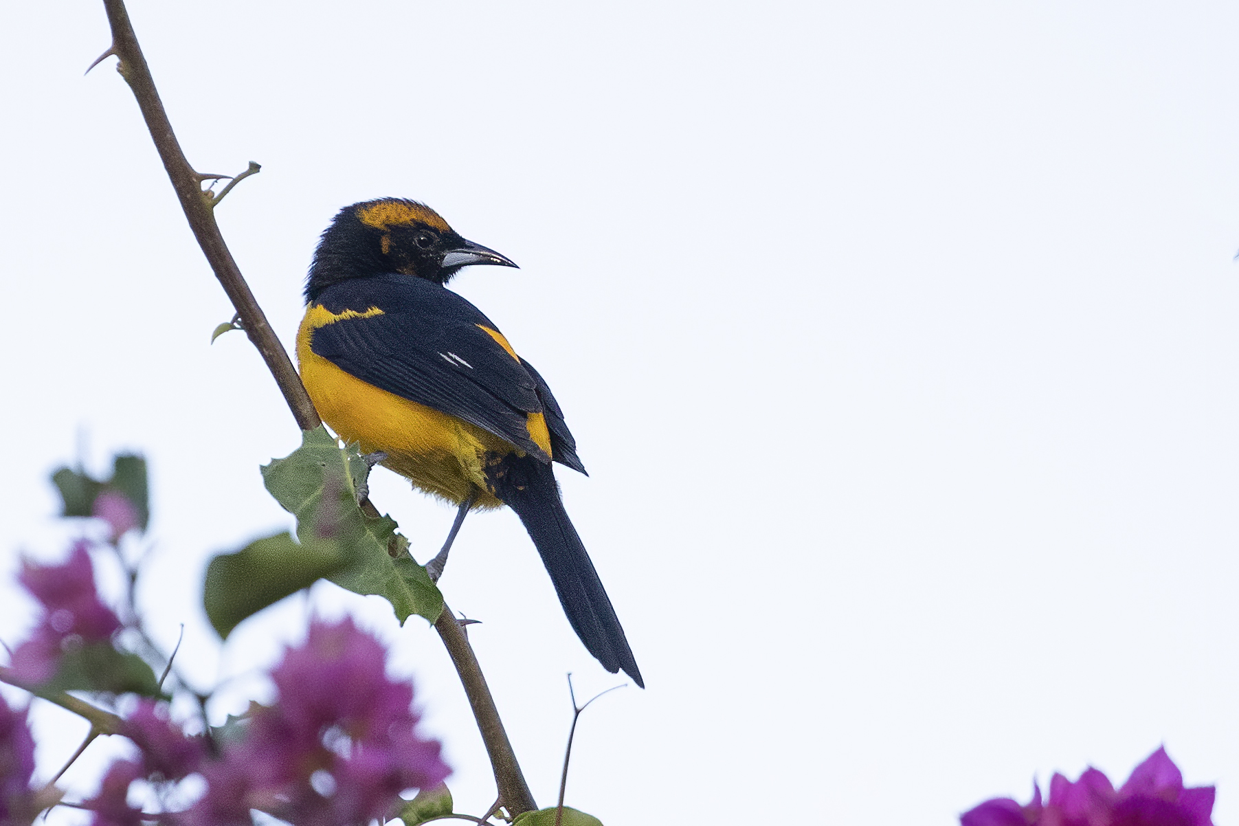 Acadian Flycatcher