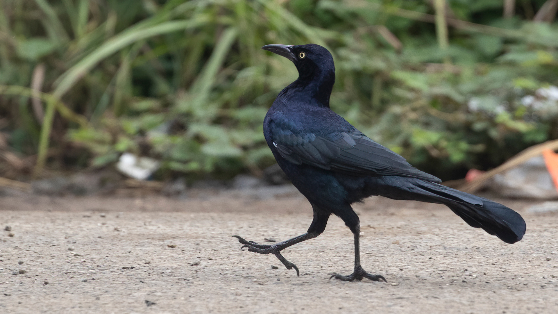 Great-tailed Grackle