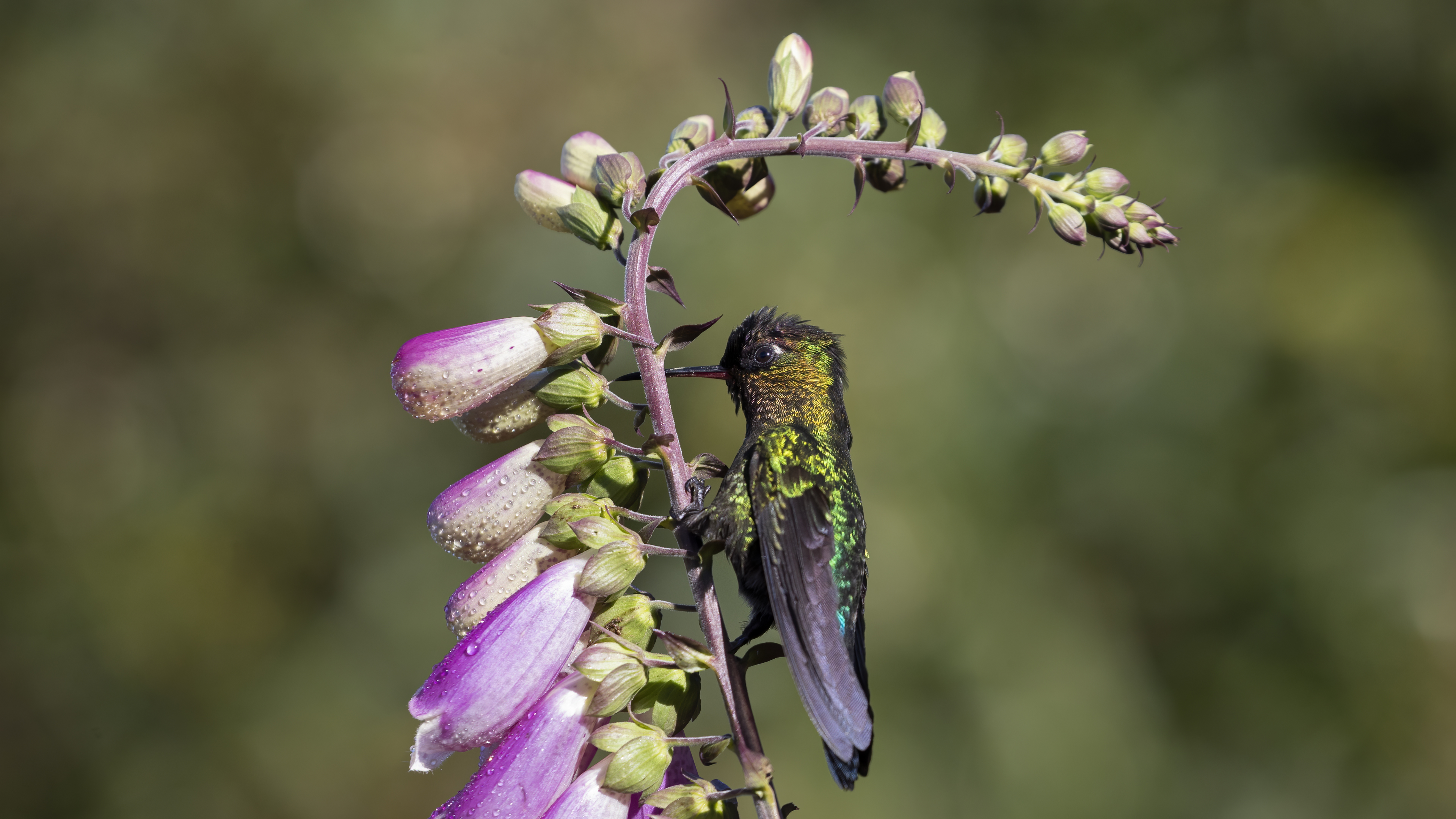 Talamanca Hummingbird