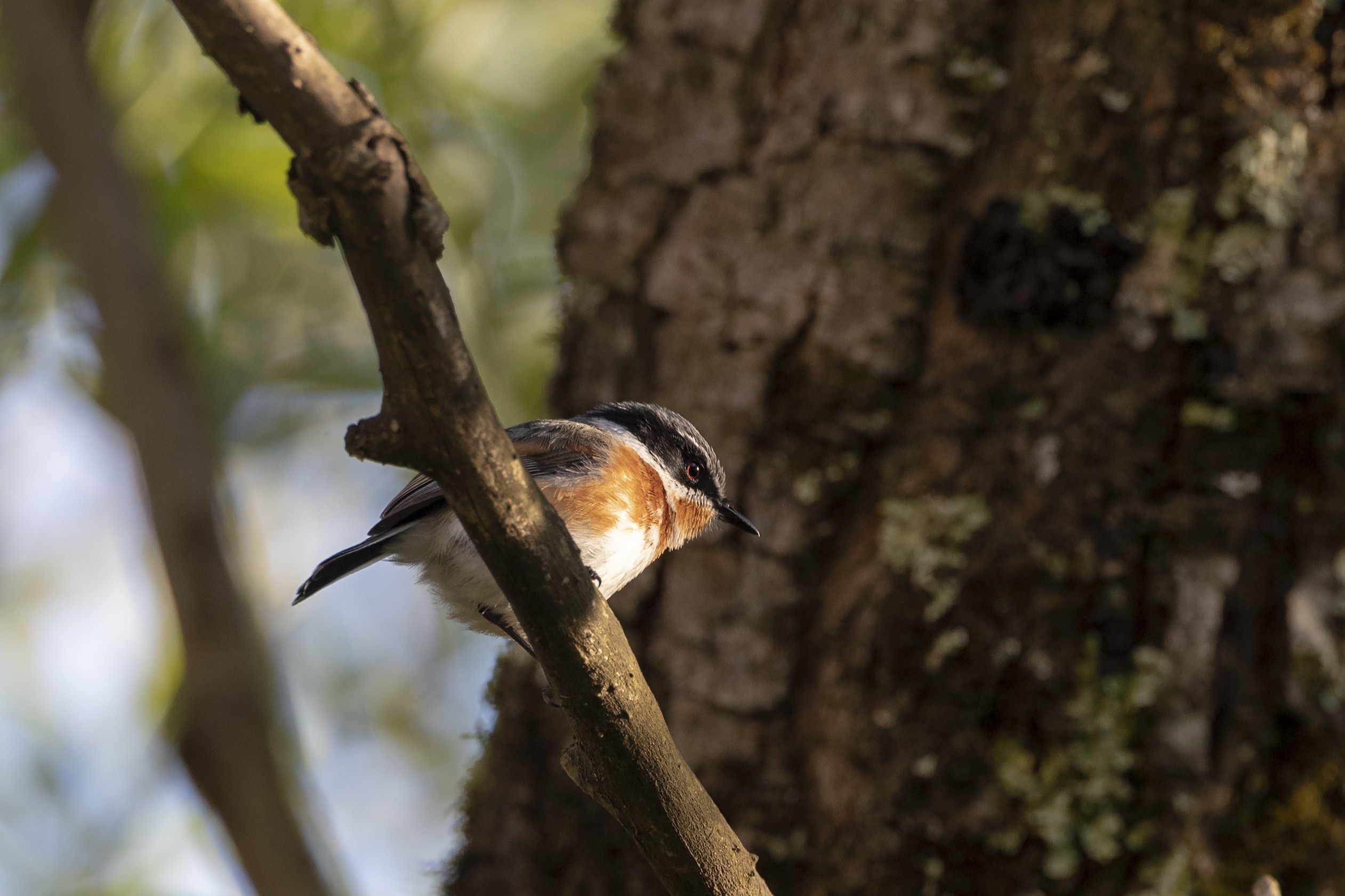 Eleonora's Falcon — Ana fotoğraf