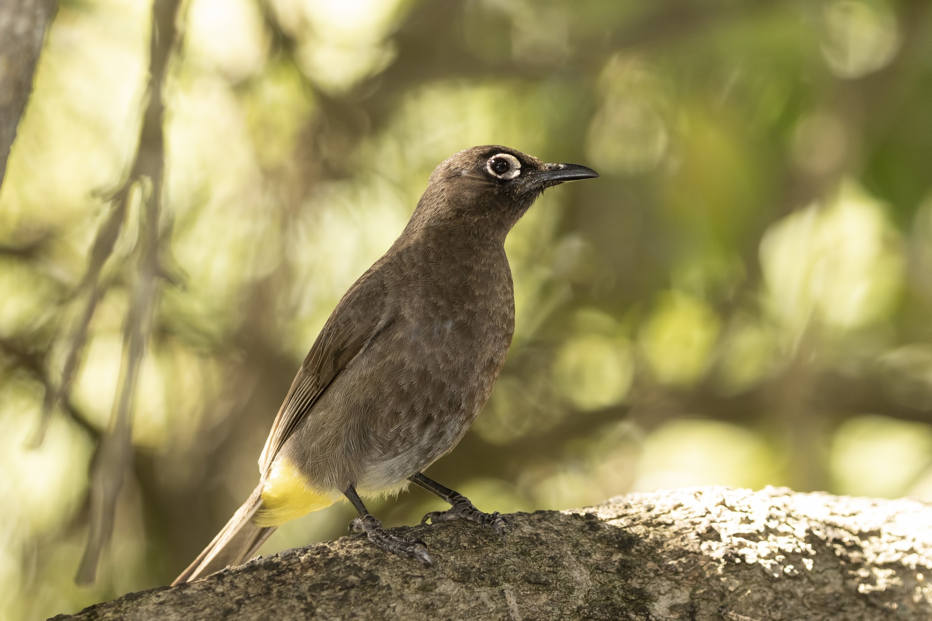 Cape Bulbul