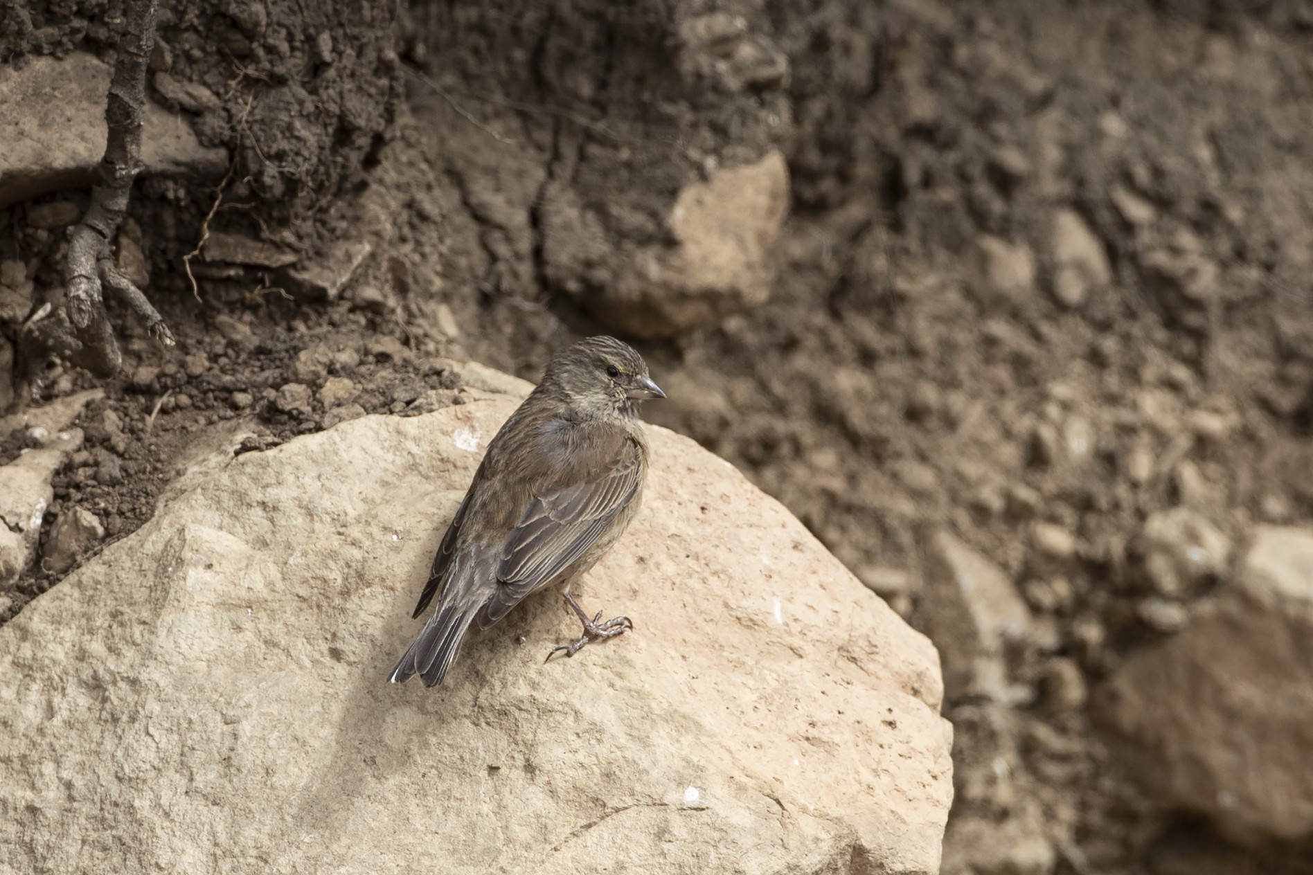 Cape Canary