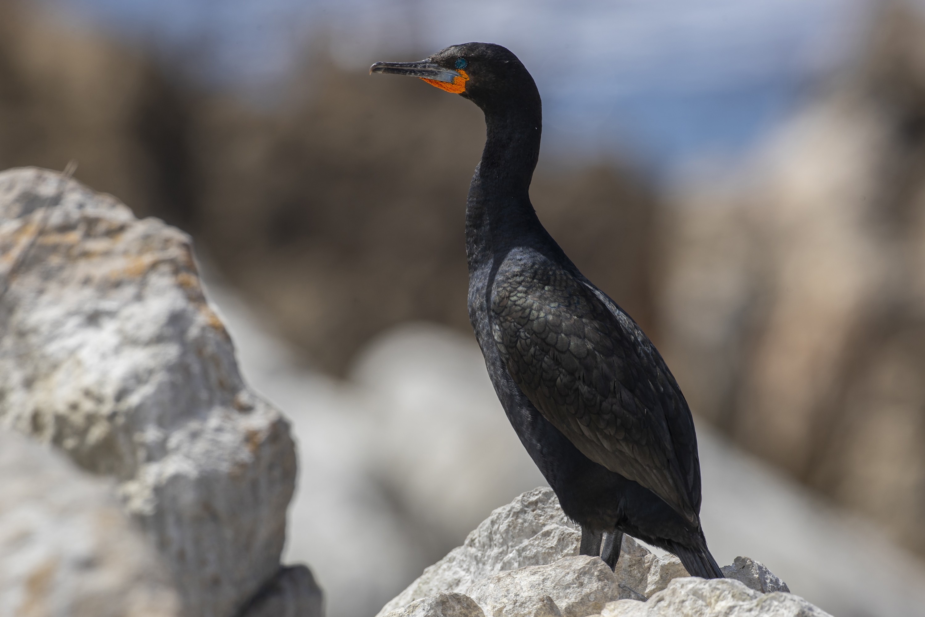 Cape Cormorant